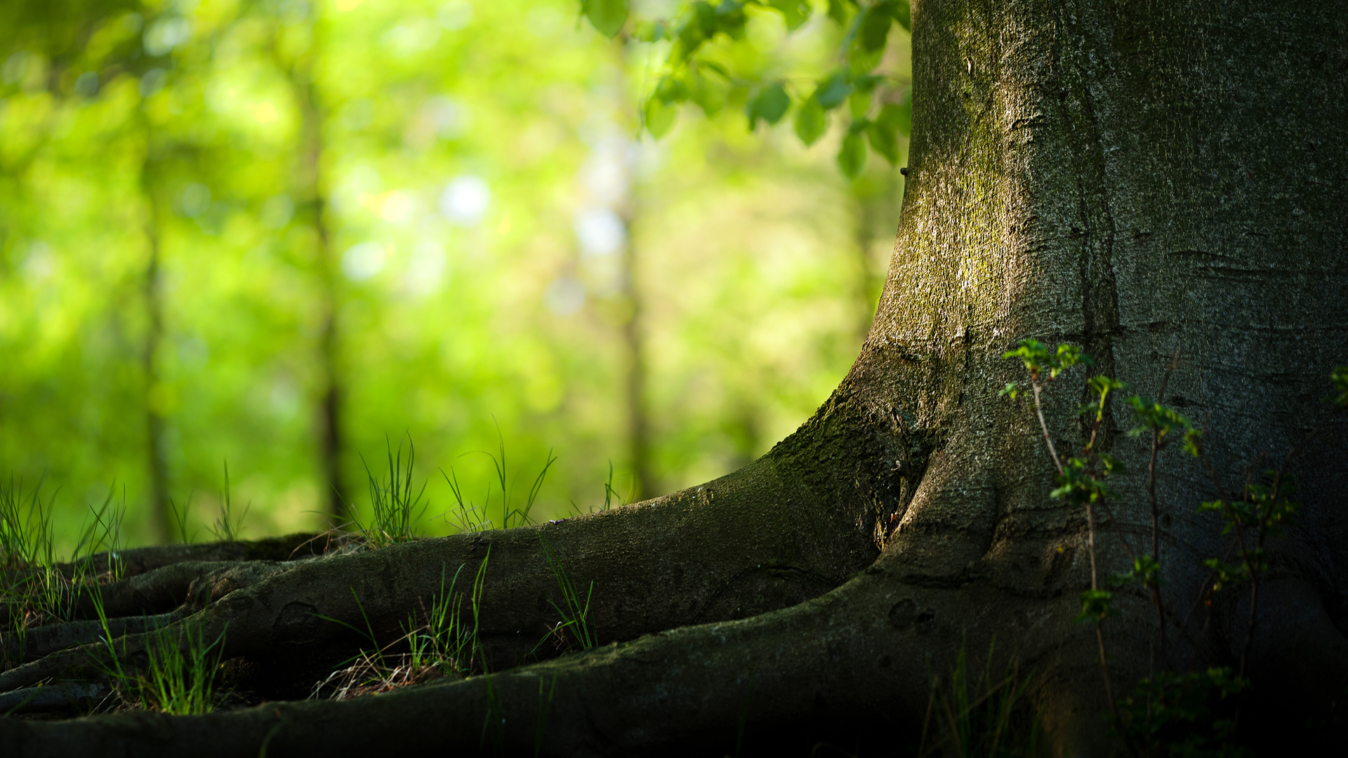 Trees Hd Wallpapers | Free HD Desktop Wallpapers - Widescreen Images