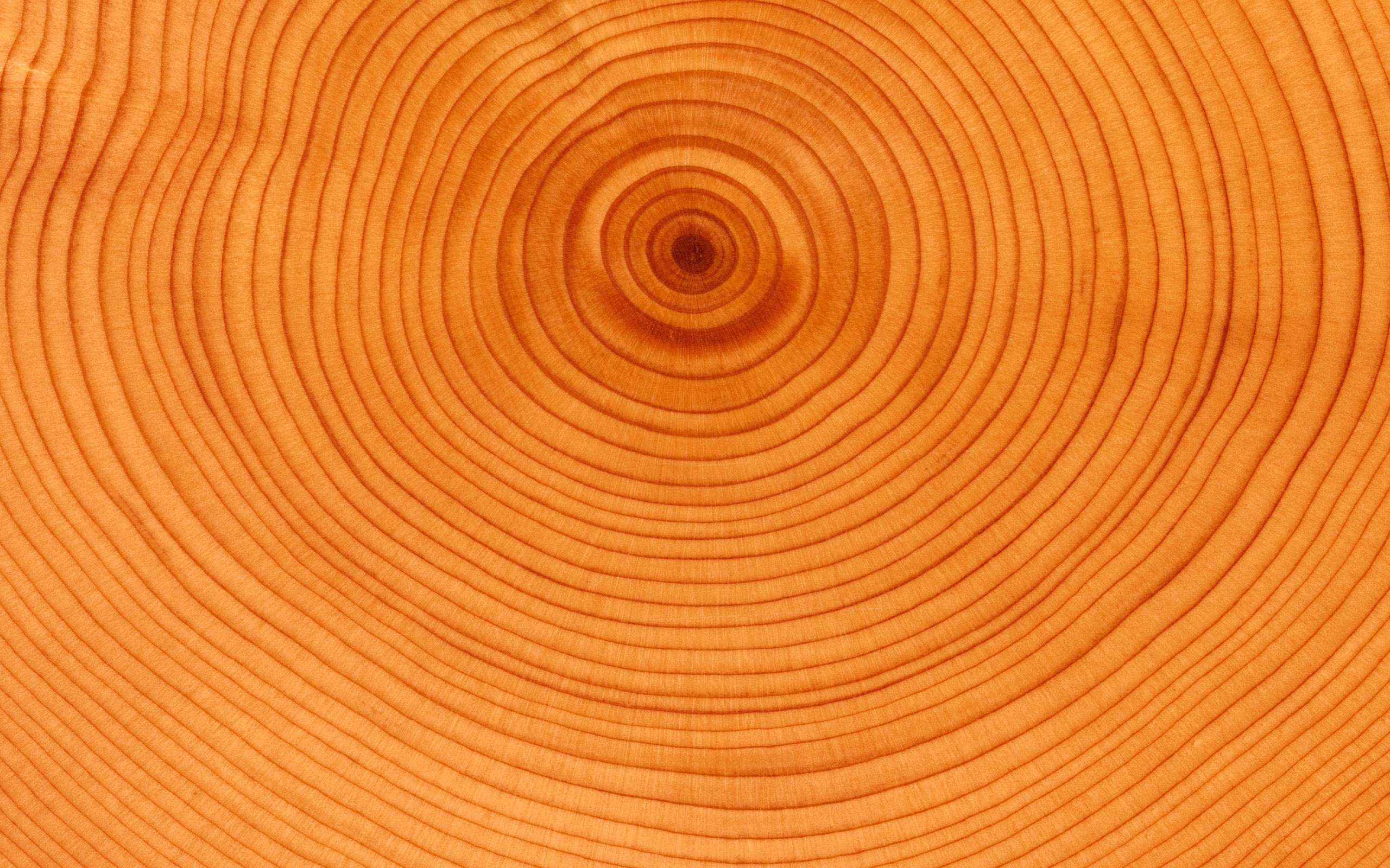 Download Wallpaper 2560x1600 Tree, Background, Circles, Slice