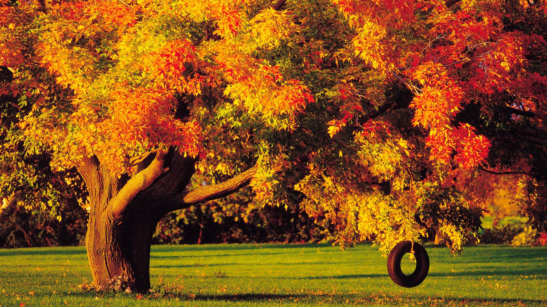 Autumn Tree Background wallpaper | 1920x1080 | #29034