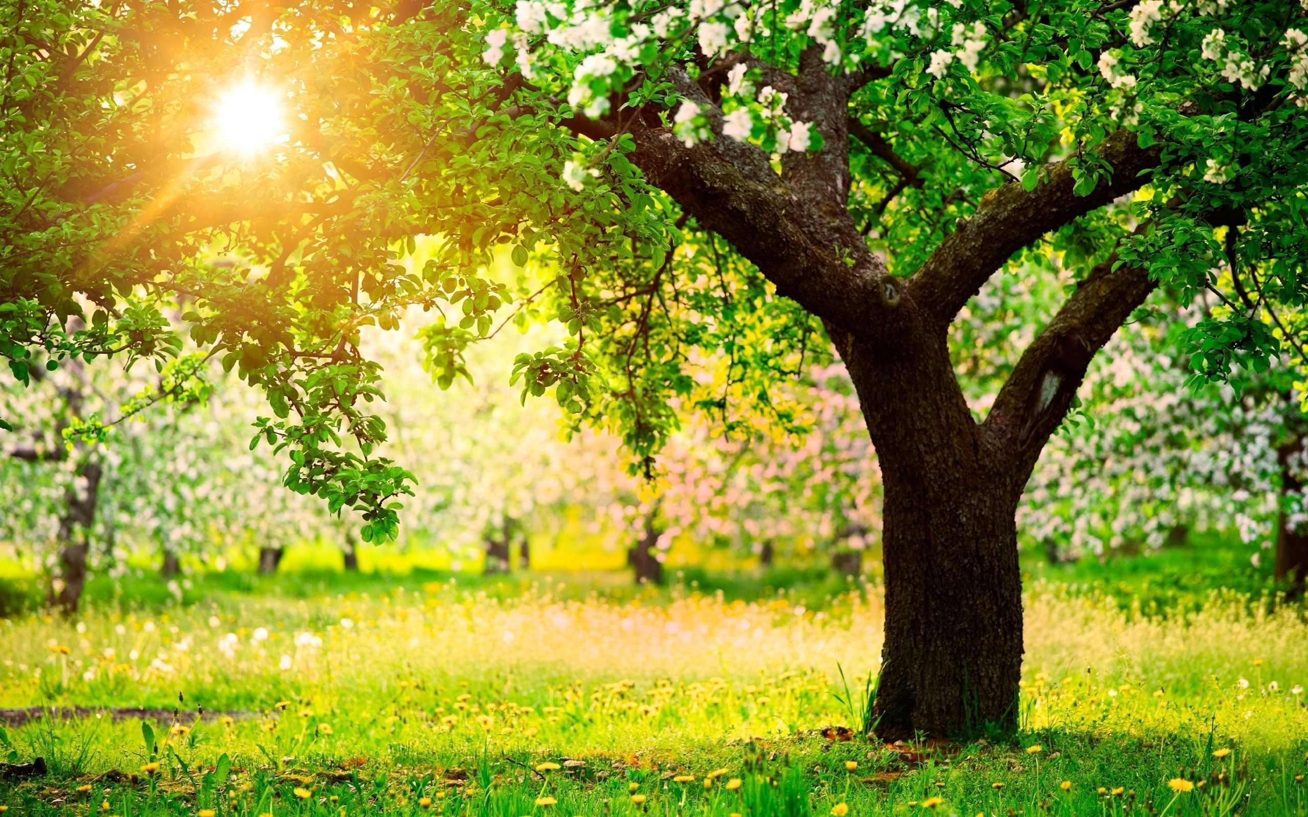 Trees HD Wallpapers | Trees HD Pics | Cool Wallpapers