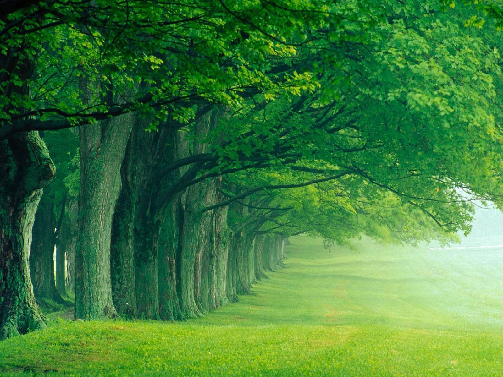 Green Tree HD Wallpaper - HD Wallpapers Backgrounds of Your Choice