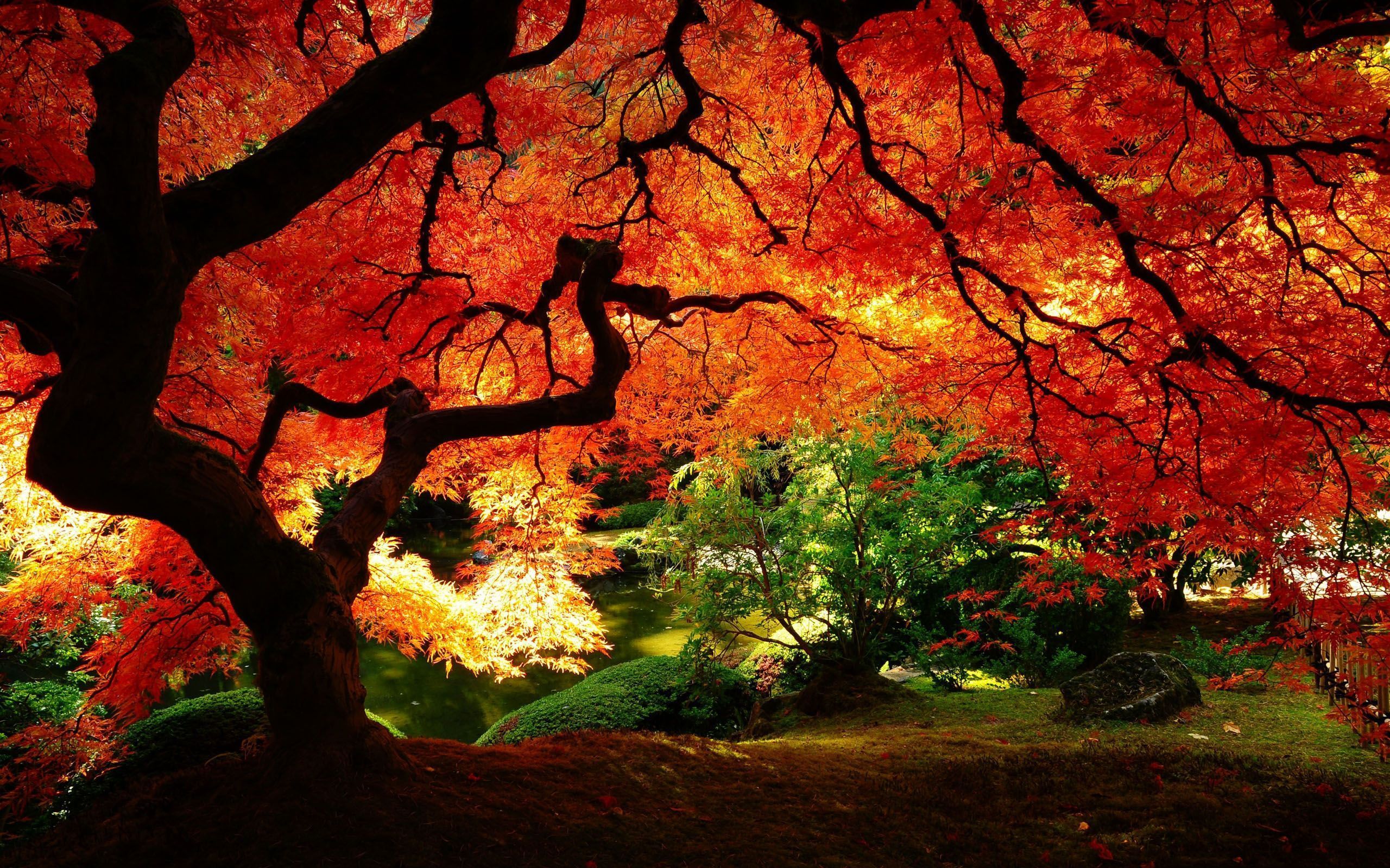1226 Tree HD Wallpapers Backgrounds - Wallpaper Abyss
