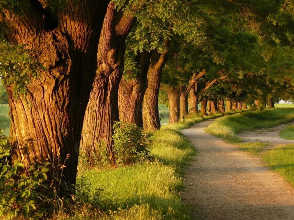 HD Quality Awesome Trees Wallpaper for Desktop 1 - SiWallpaper 11636
