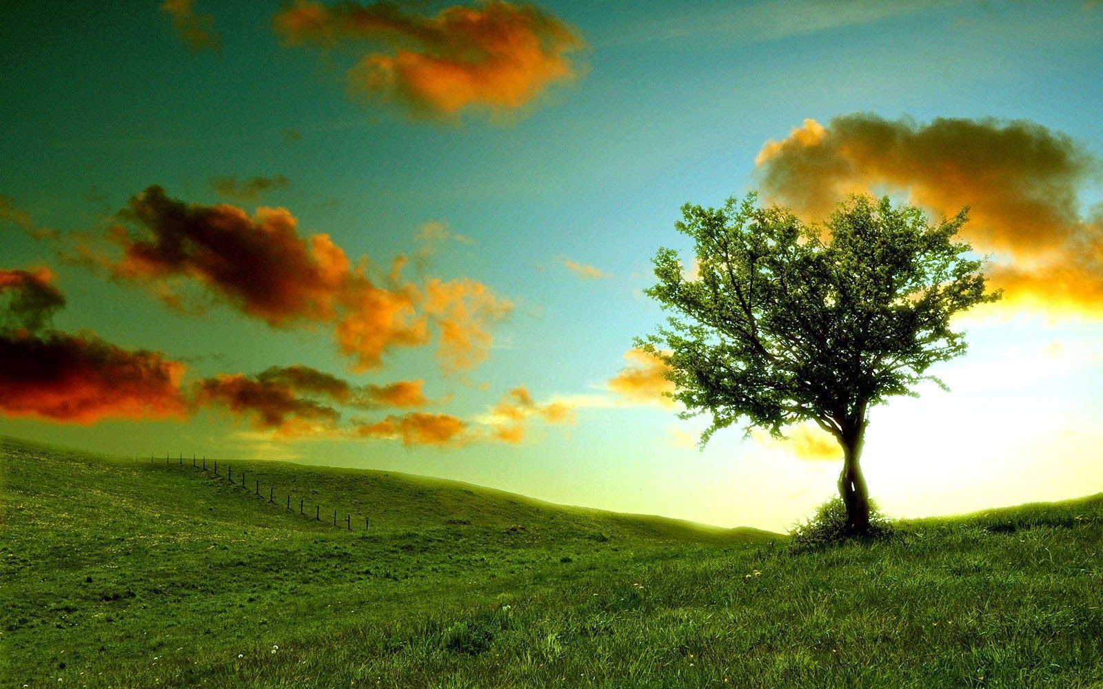 wallpapers: Lonely Tree Wallpapers