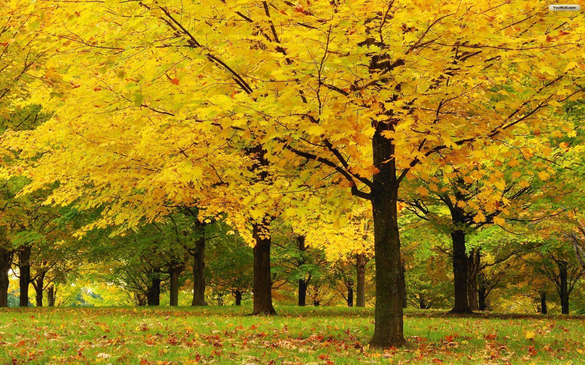 HD Quality Awesome Trees Wallpaper for Desktop 3 - SiWallpaper 11642