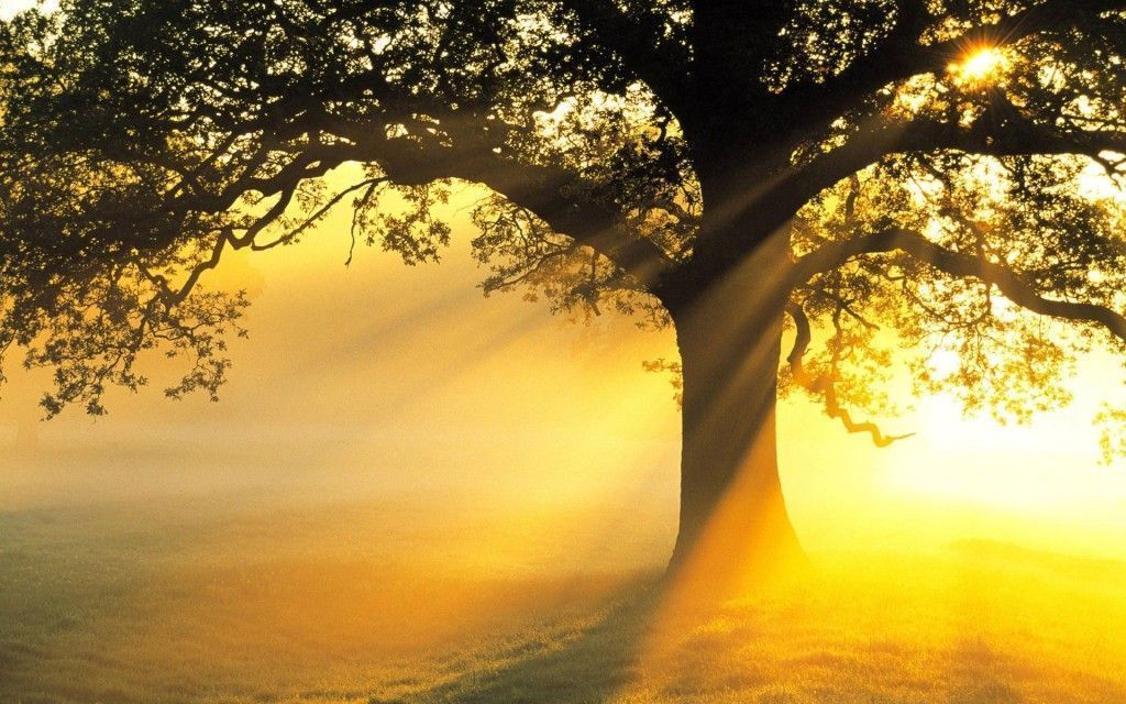 Miracle Beauty : Huge collection of rare Tree backgrounds gallery ...