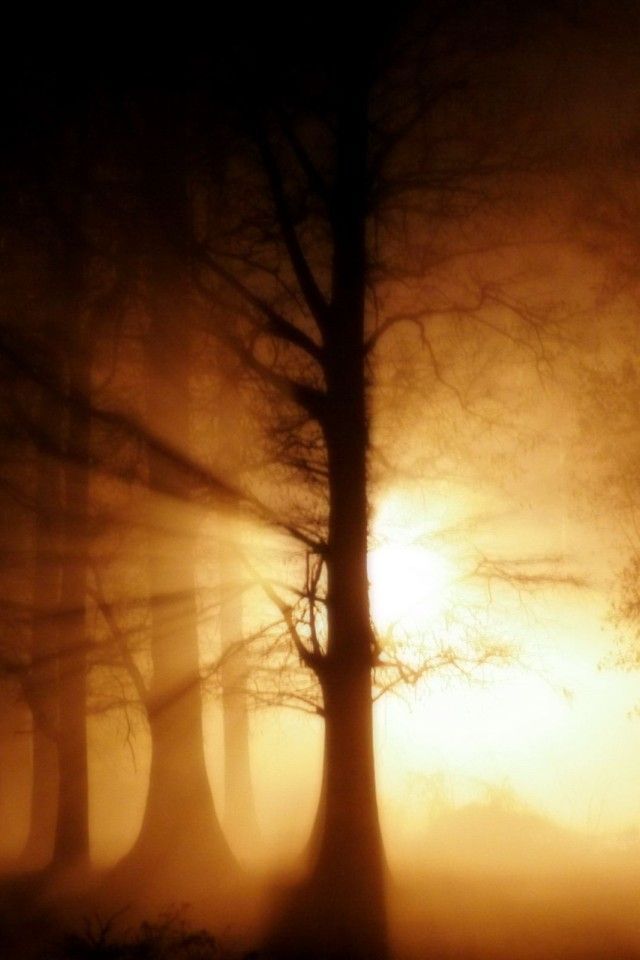 iPhone 4 Trees Wallpapers | iPhone 4 Wallpapers, iPhone 4 Backgrounds