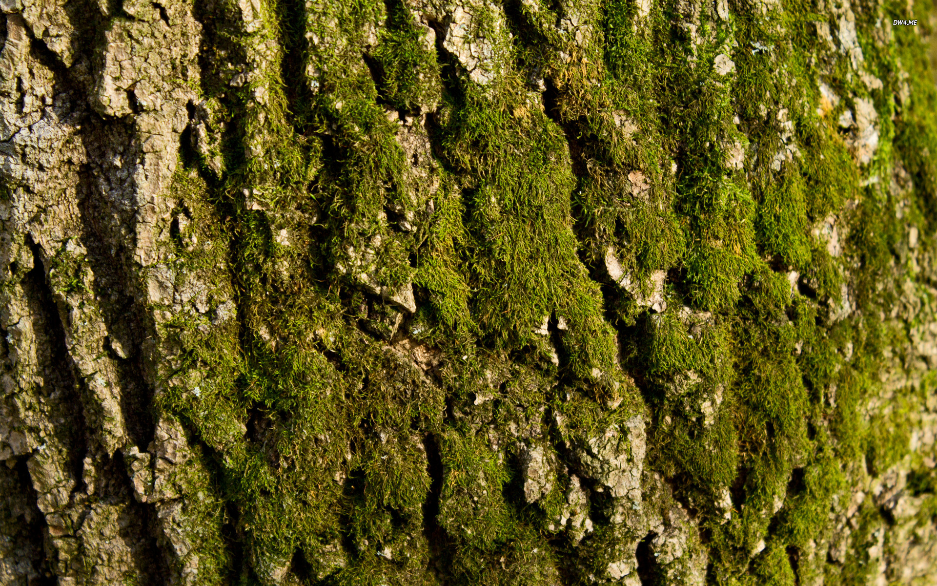 Tree Bark Collection (39+)