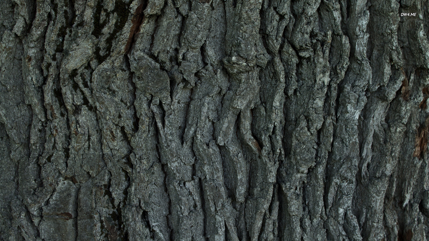 30 tree bark wallpaper pictures