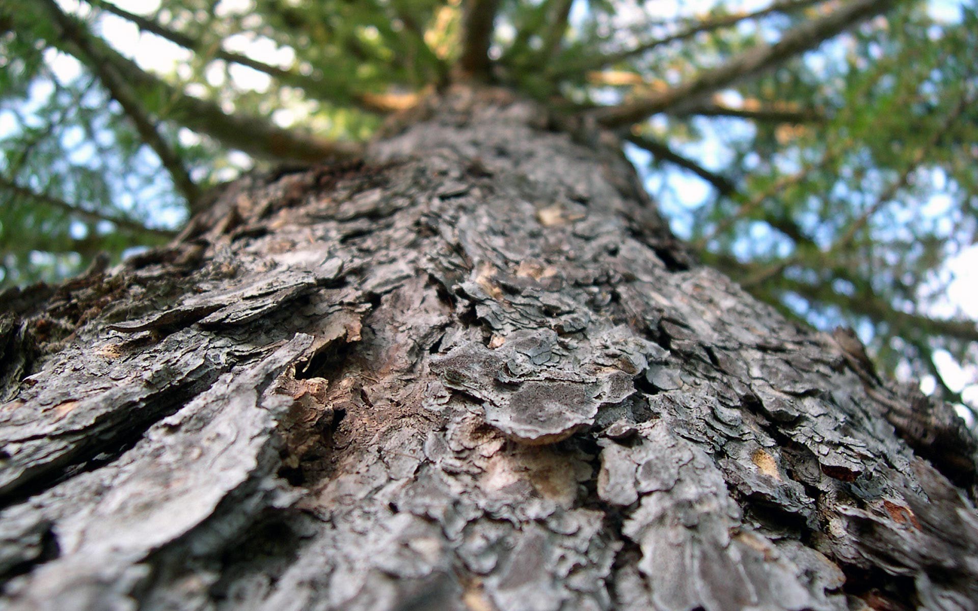 Tree Bark Wallpaper