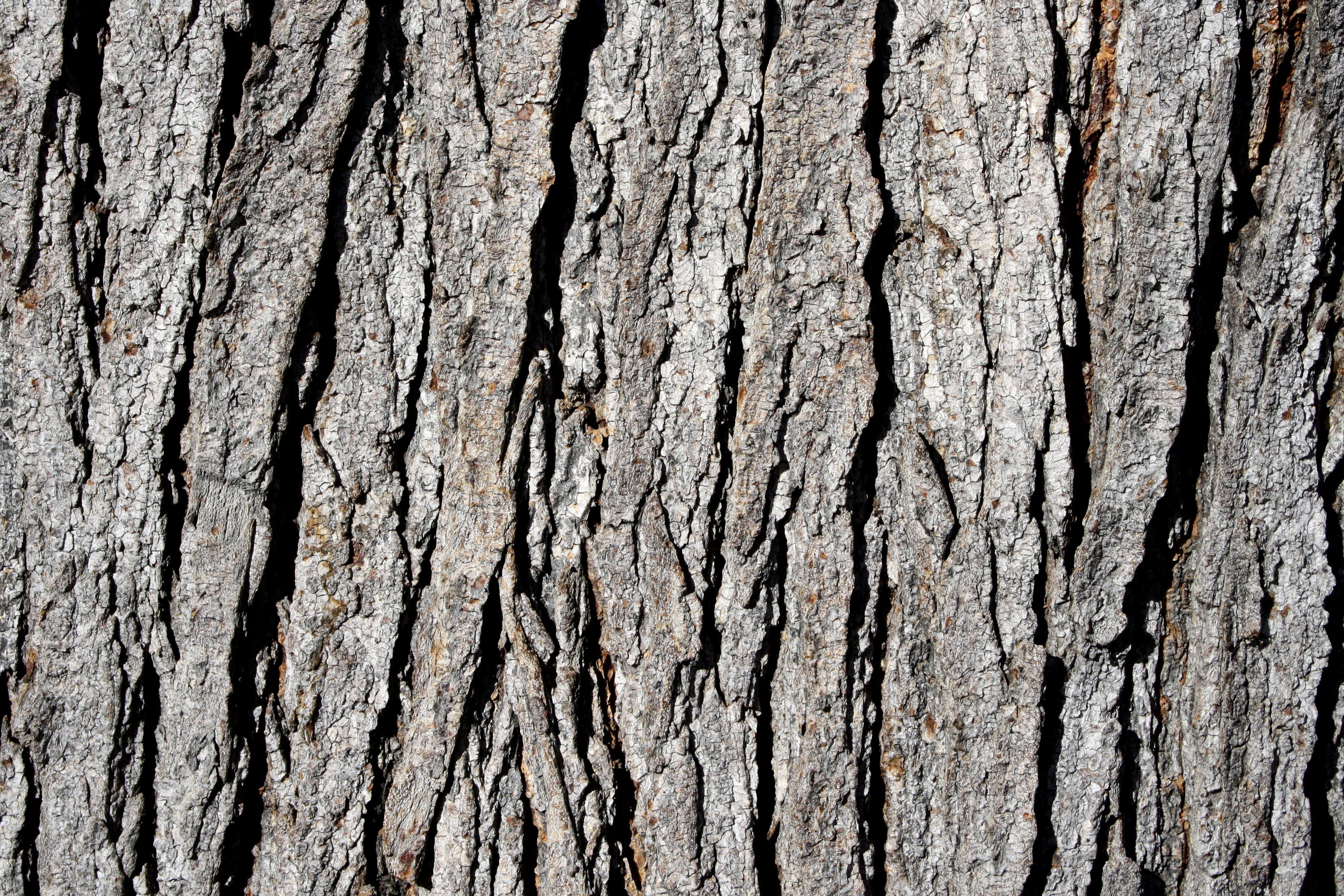 Old tree bark texture free ipad iphone hd wallpaper free Cuzimage