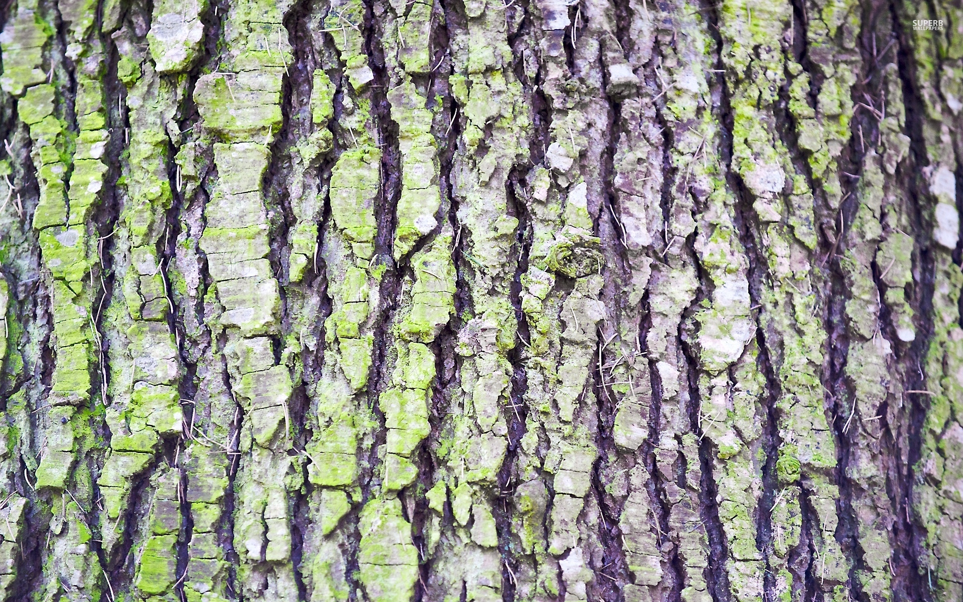 Tree Bark Wallpaper - Photography Wallpapers - Cuzimage