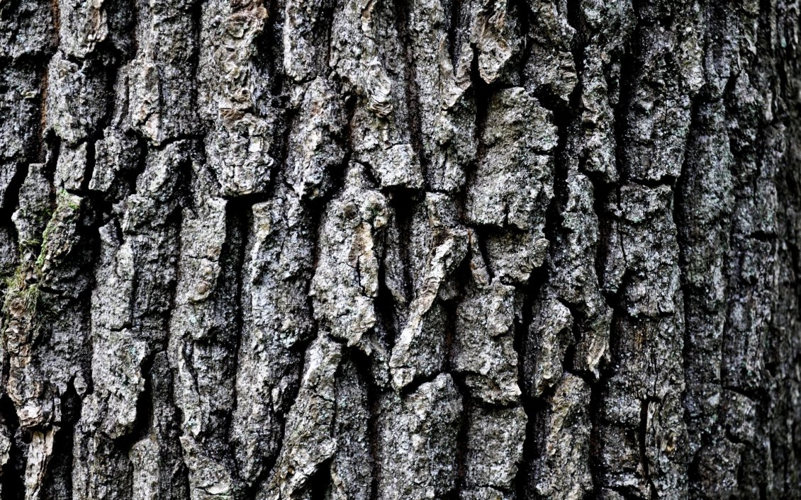 Grey tree bark HD