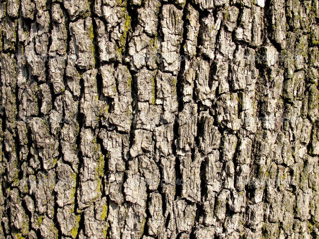 Tree Bark Collection 39