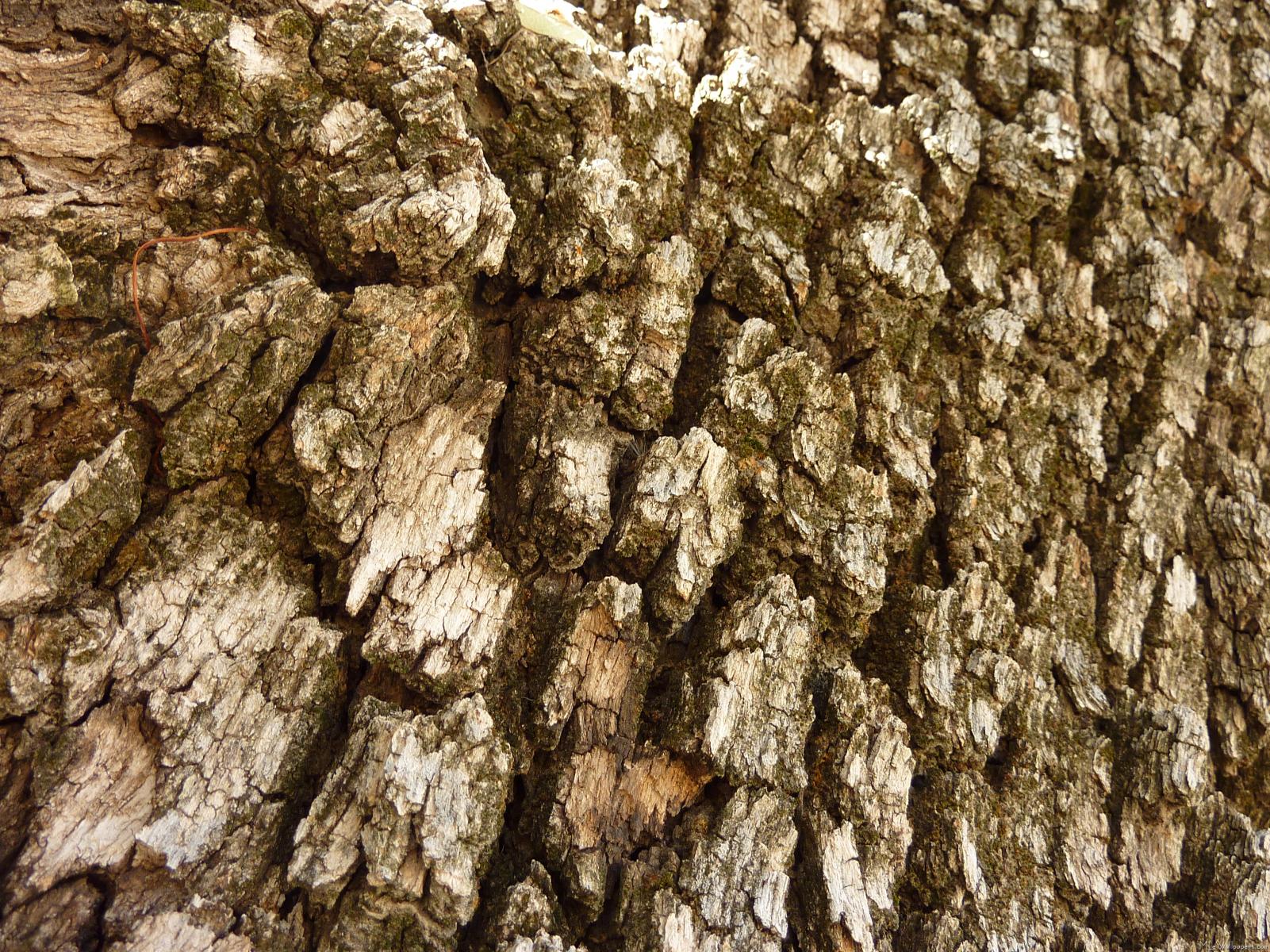 Tree Bark Wallpaper #6829438