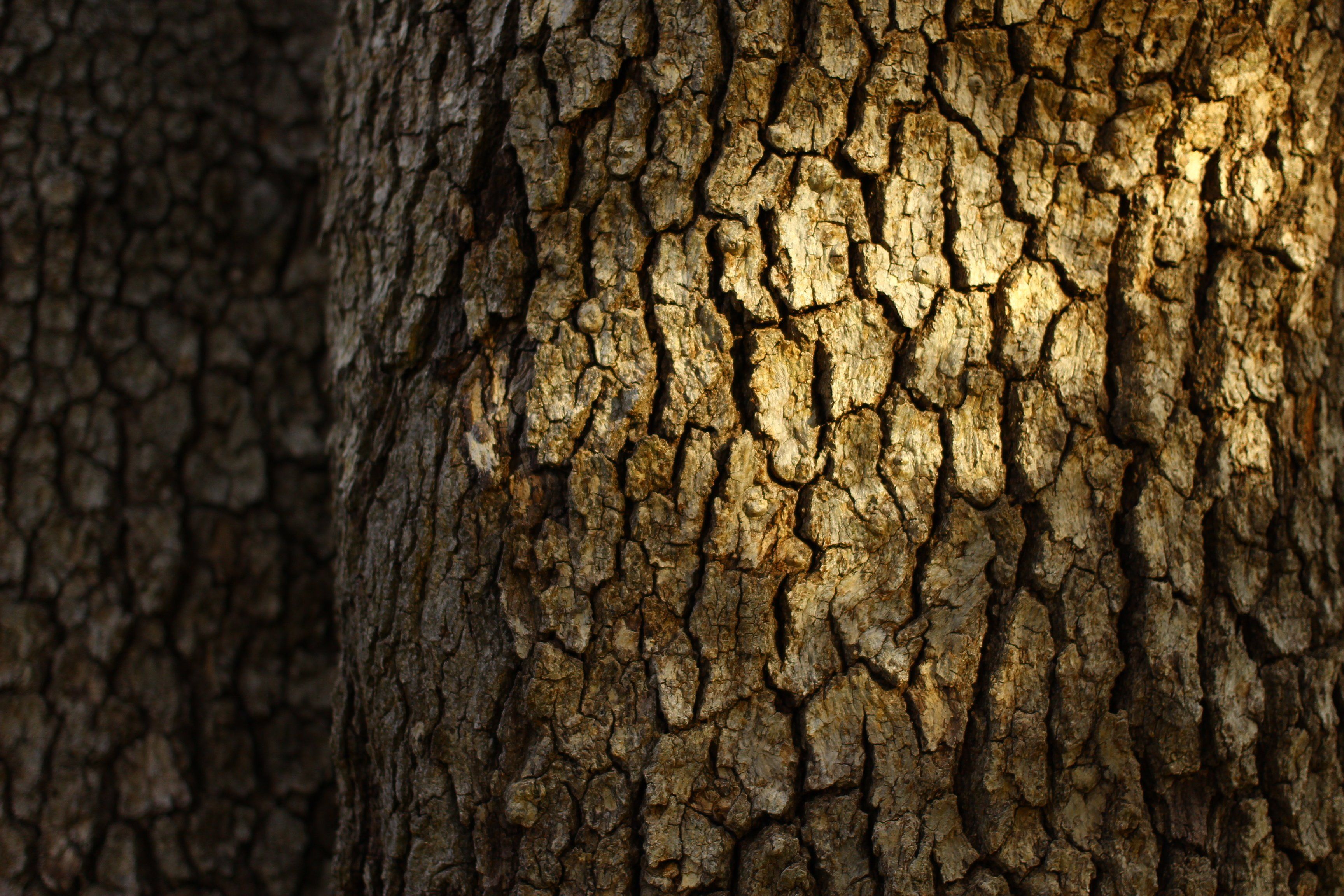 Bark tree trunk wallpaper | 3456x2304 | 620418 | WallpaperUP