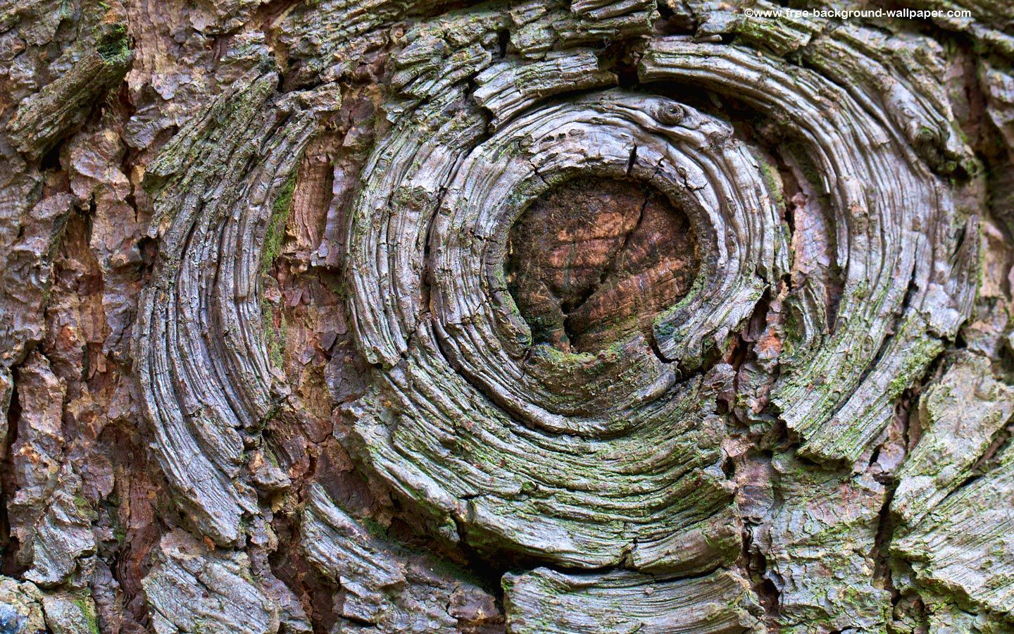 Wood Bark Knot Wallpaper Tree Desktop Background - 1440x900 pixels