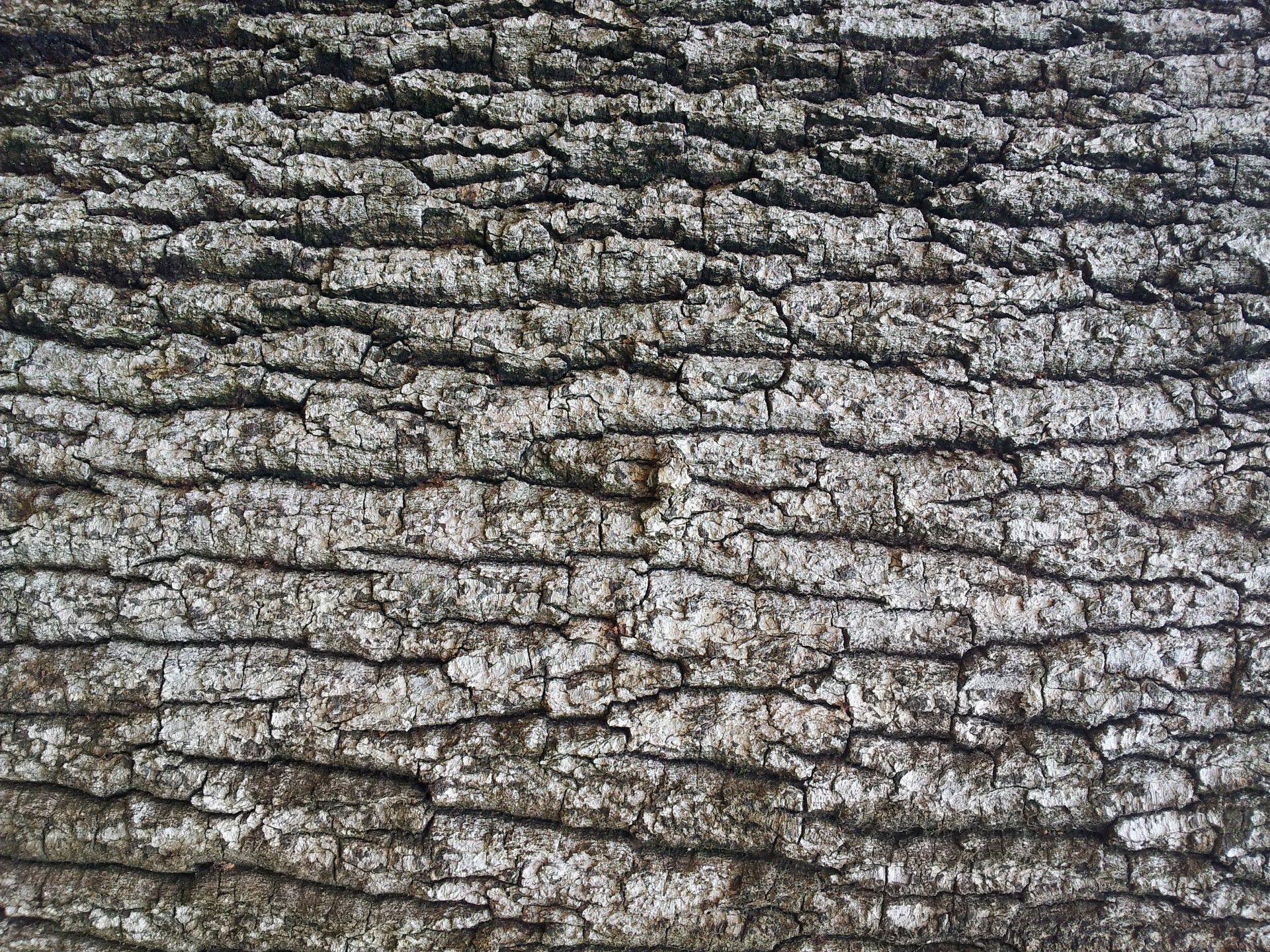 Old Tree Bark Wallpaper Free Stock Photo - Public Domain Pictures