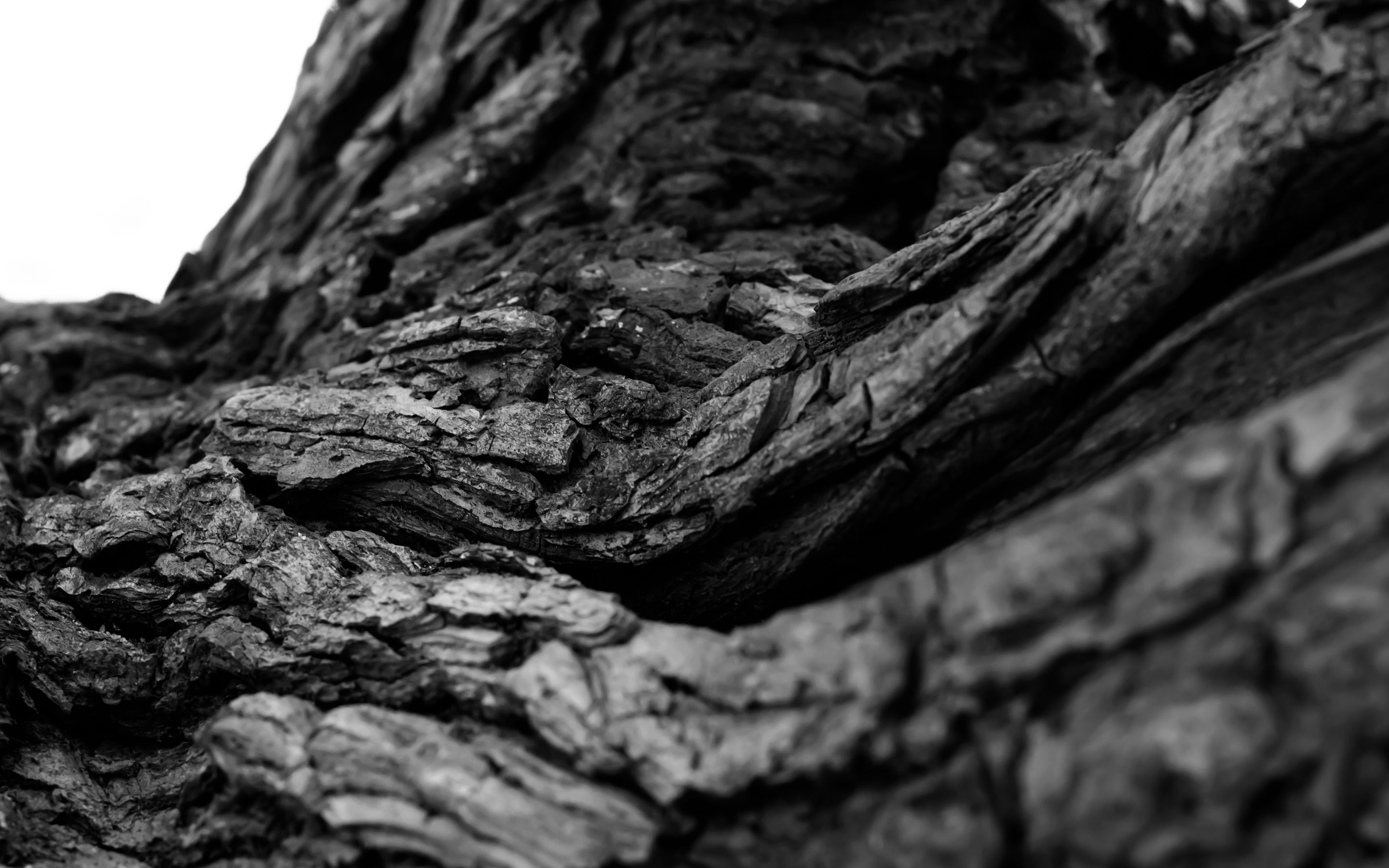 Tree Bark Macro BW black white wallpaper 2880x1800 45622