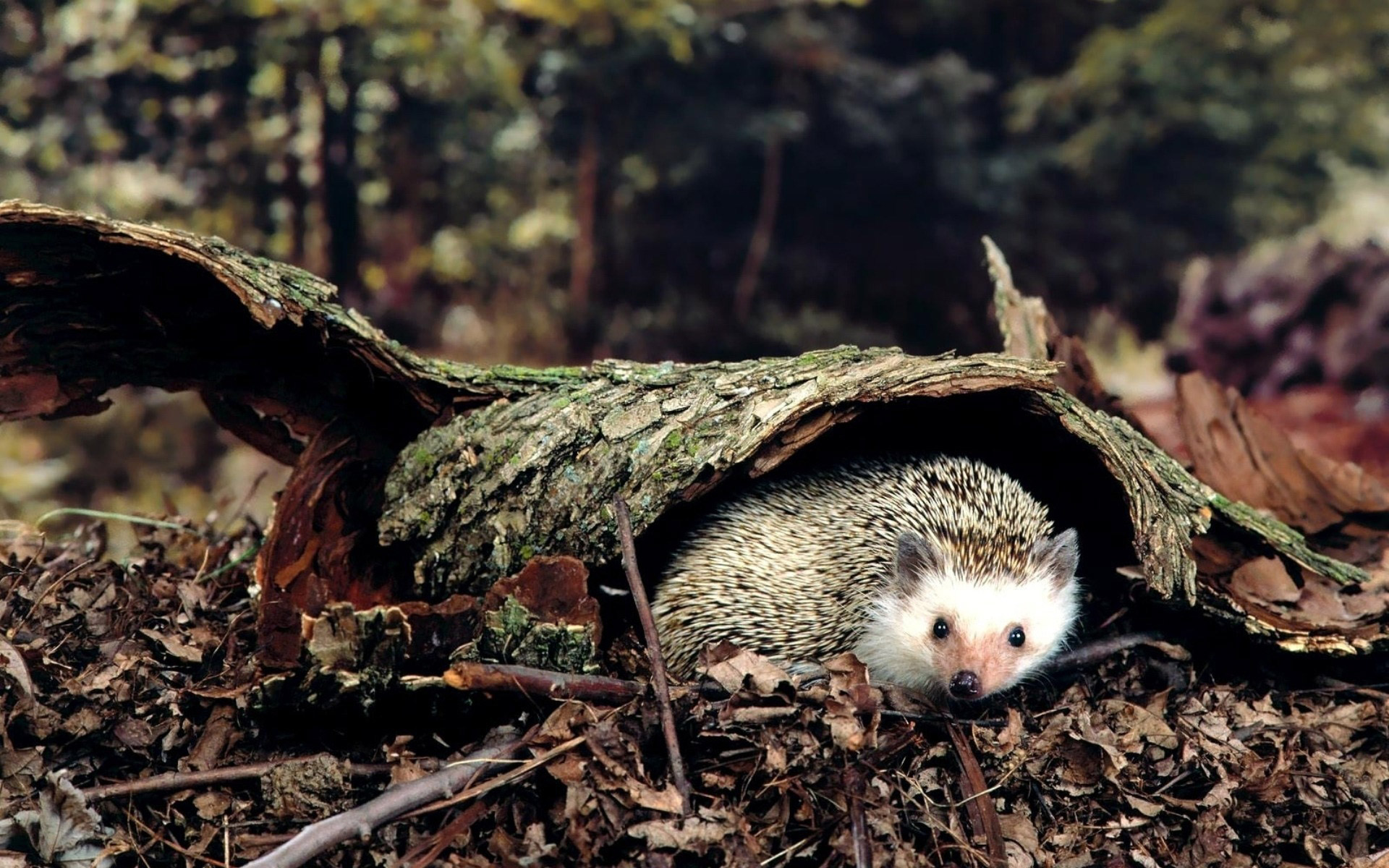 Hedgehog hiding behind tree bark | wallpapers55.com - Best ...