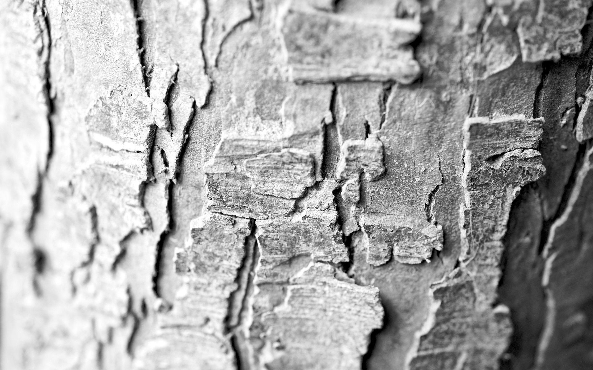 Tree Bark Macro wallpapers | Tree Bark Macro stock photos