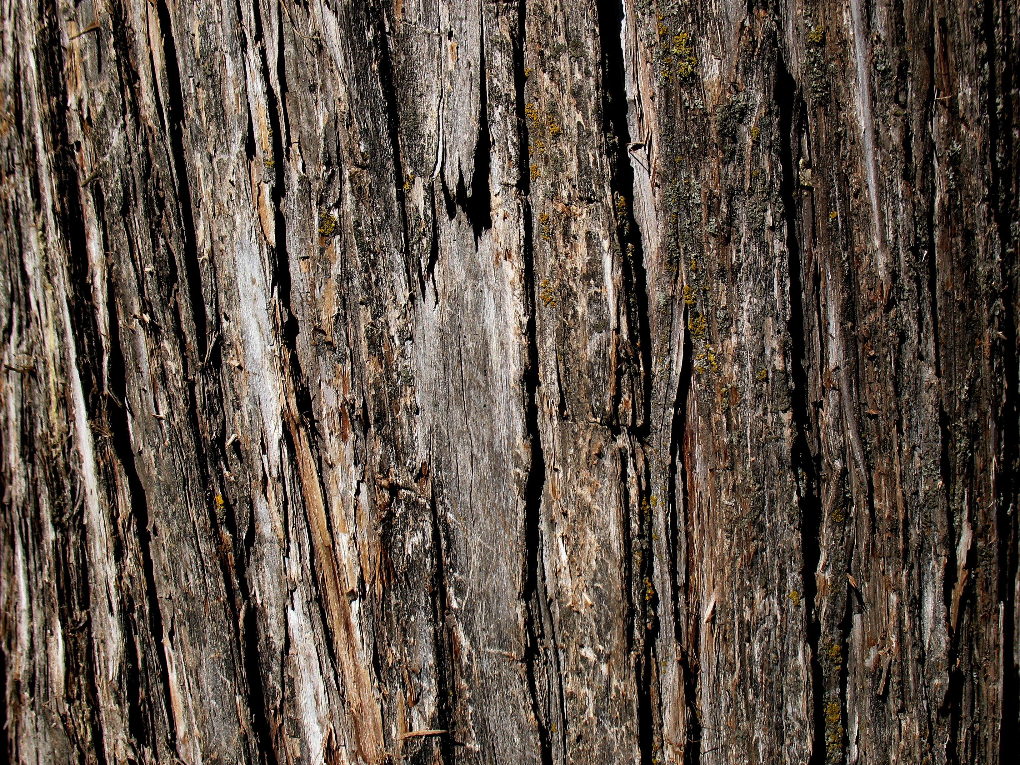 Tree Bark Texture For Photoshop 11243 - Pacify Mind