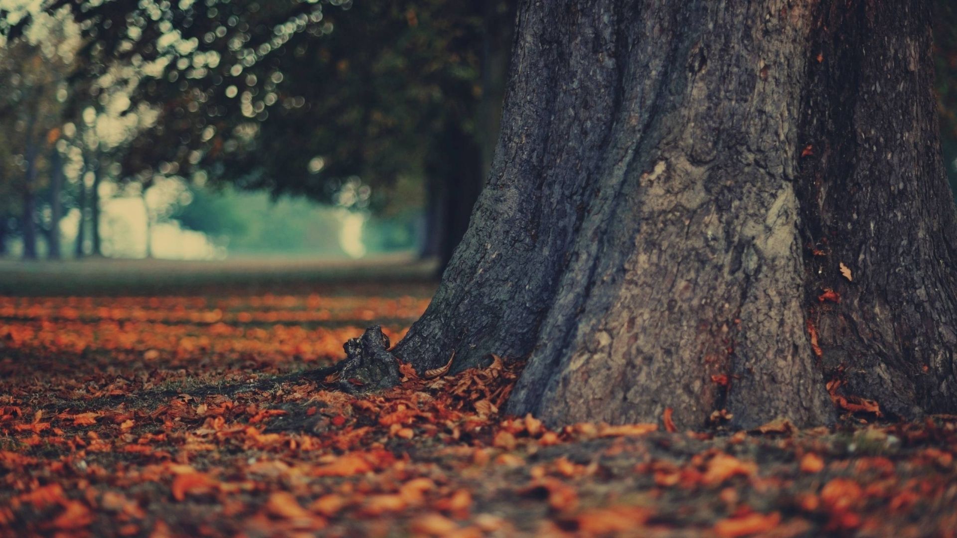 Download Wallpaper 1920x1080 Trunk, Leaves, Autumn, Earth, Tree ...