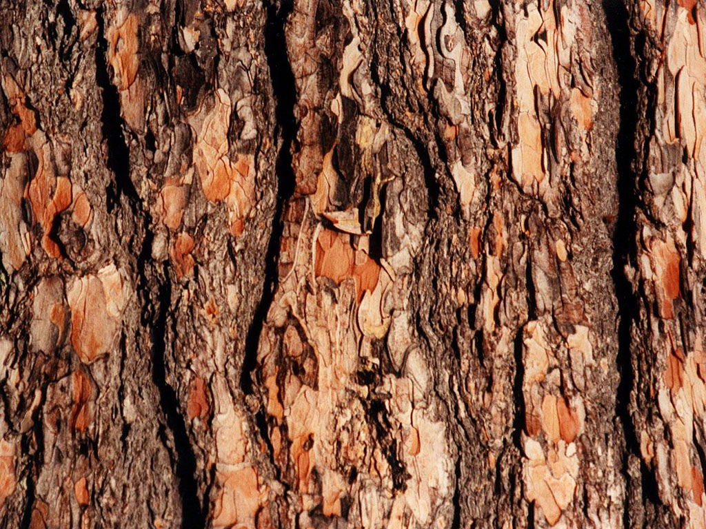 Tree bark background wallpaper wallpapers photos pictures | Cuzimage