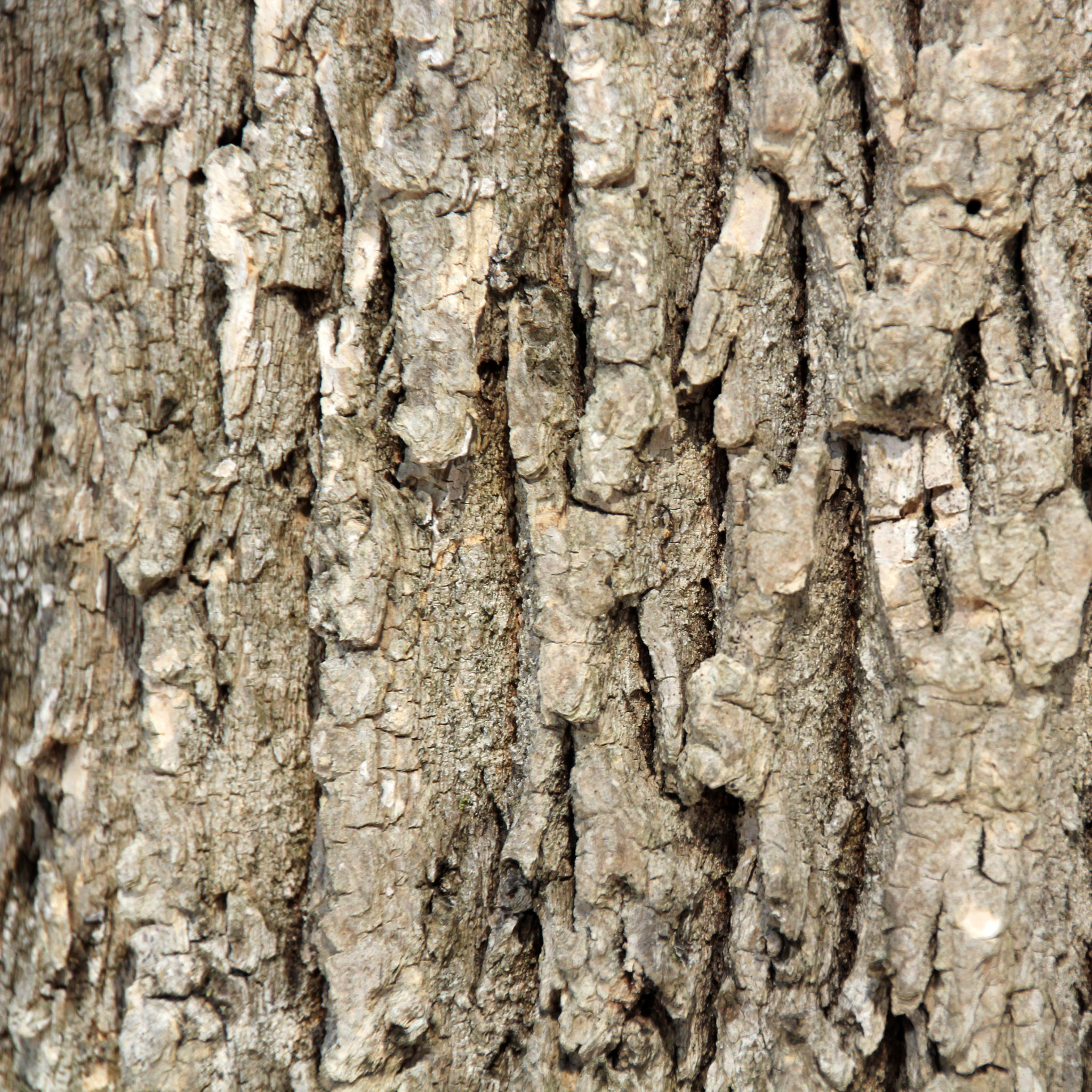 Tree Bark Texture iPad Wallpaper