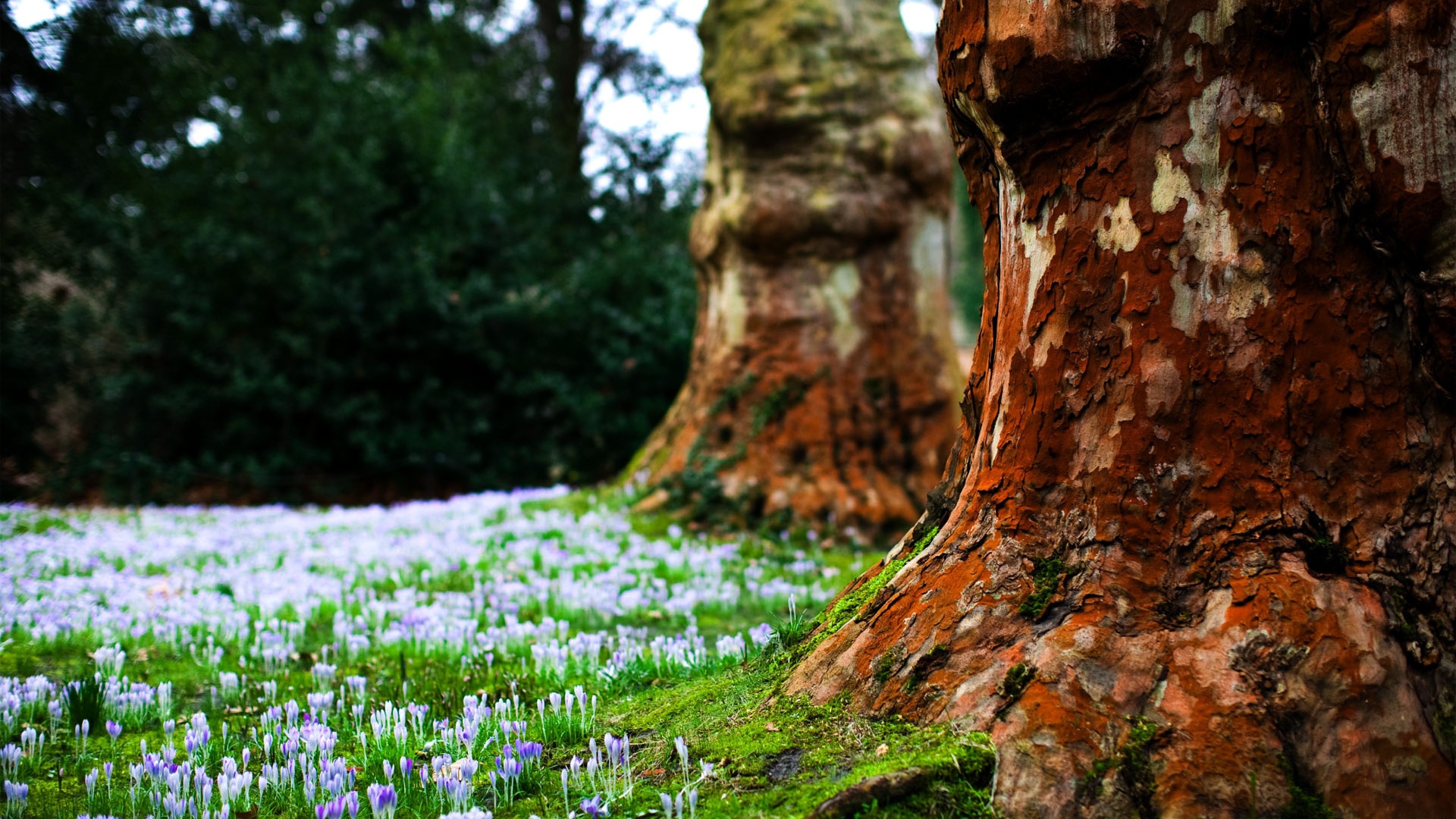 Download Wallpaper 1920x1080 Bark, Tree, Sprouts, Spring, Earth ...