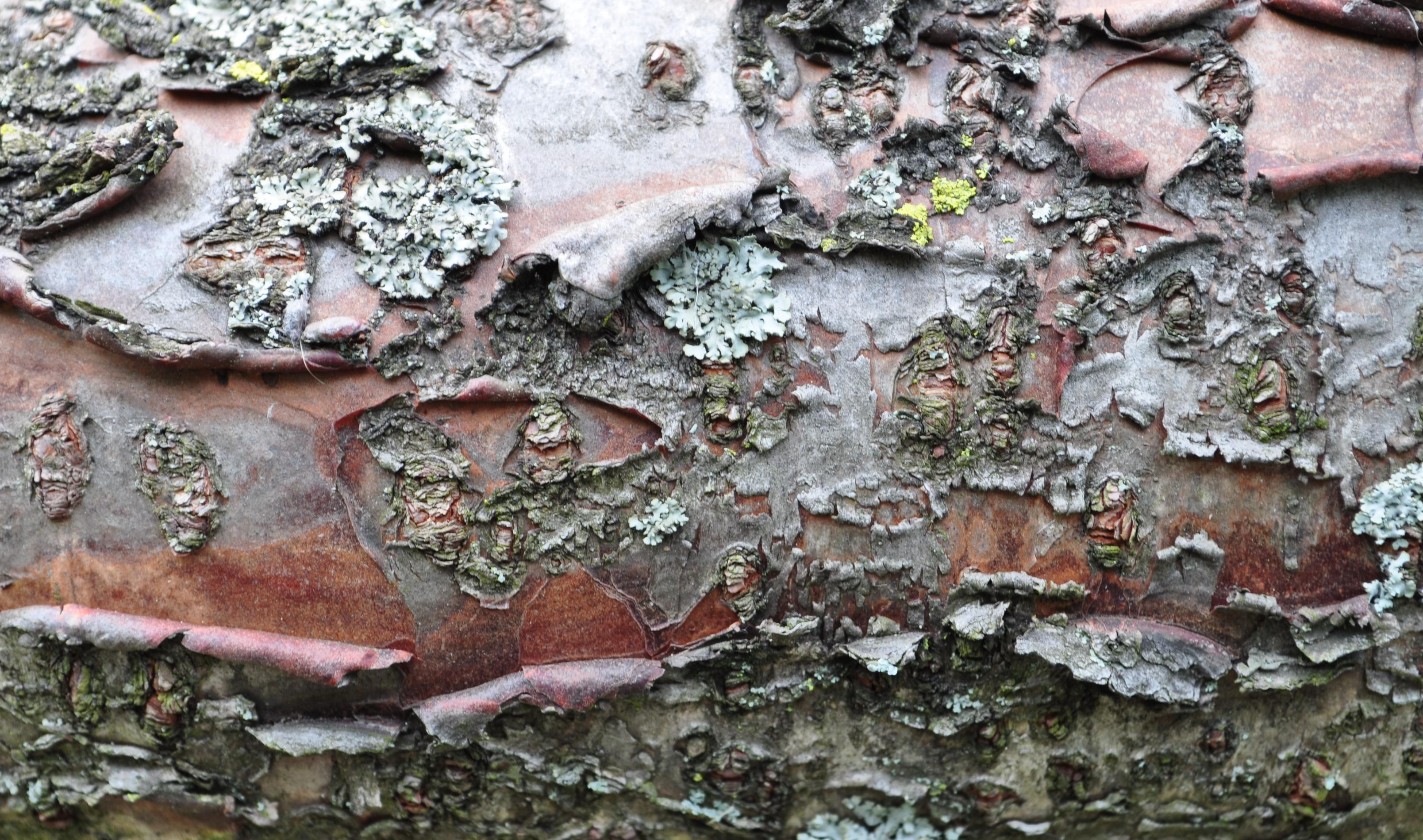 APPLE TREE BARK WALLPAPER - (#141382) - HD Wallpapers ...
