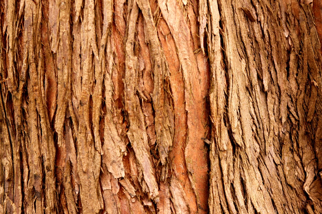 Tree Bark - ImgMob