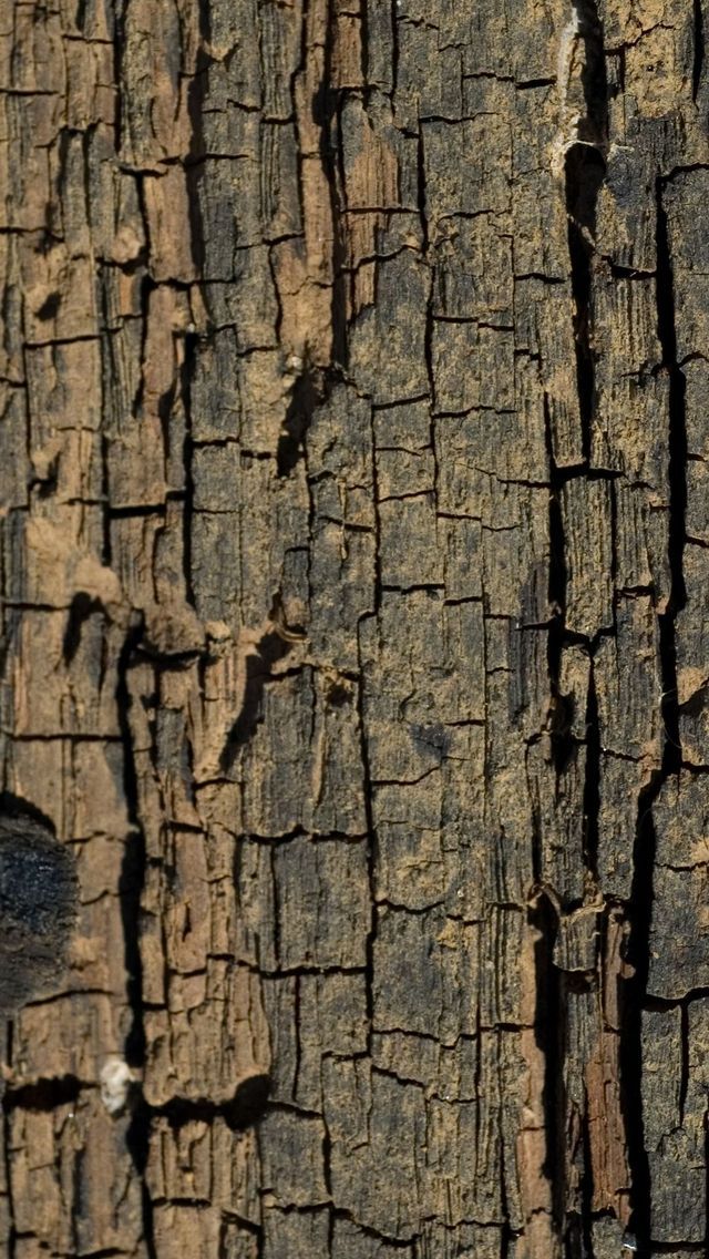 Tree bark Mobile Wallpaper 3339