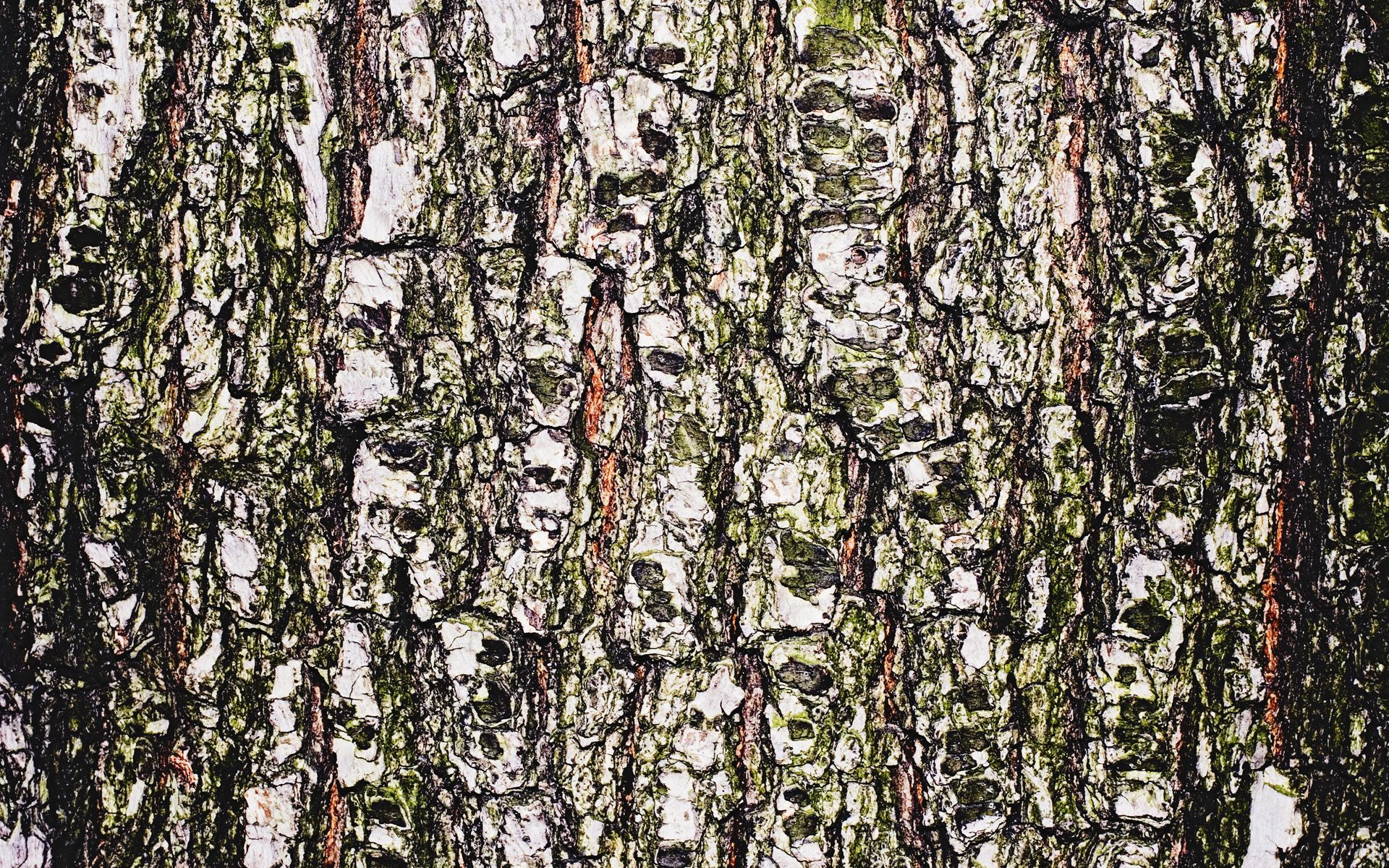 Wood bark wallpapers and images - wallpapers, pictures, photos