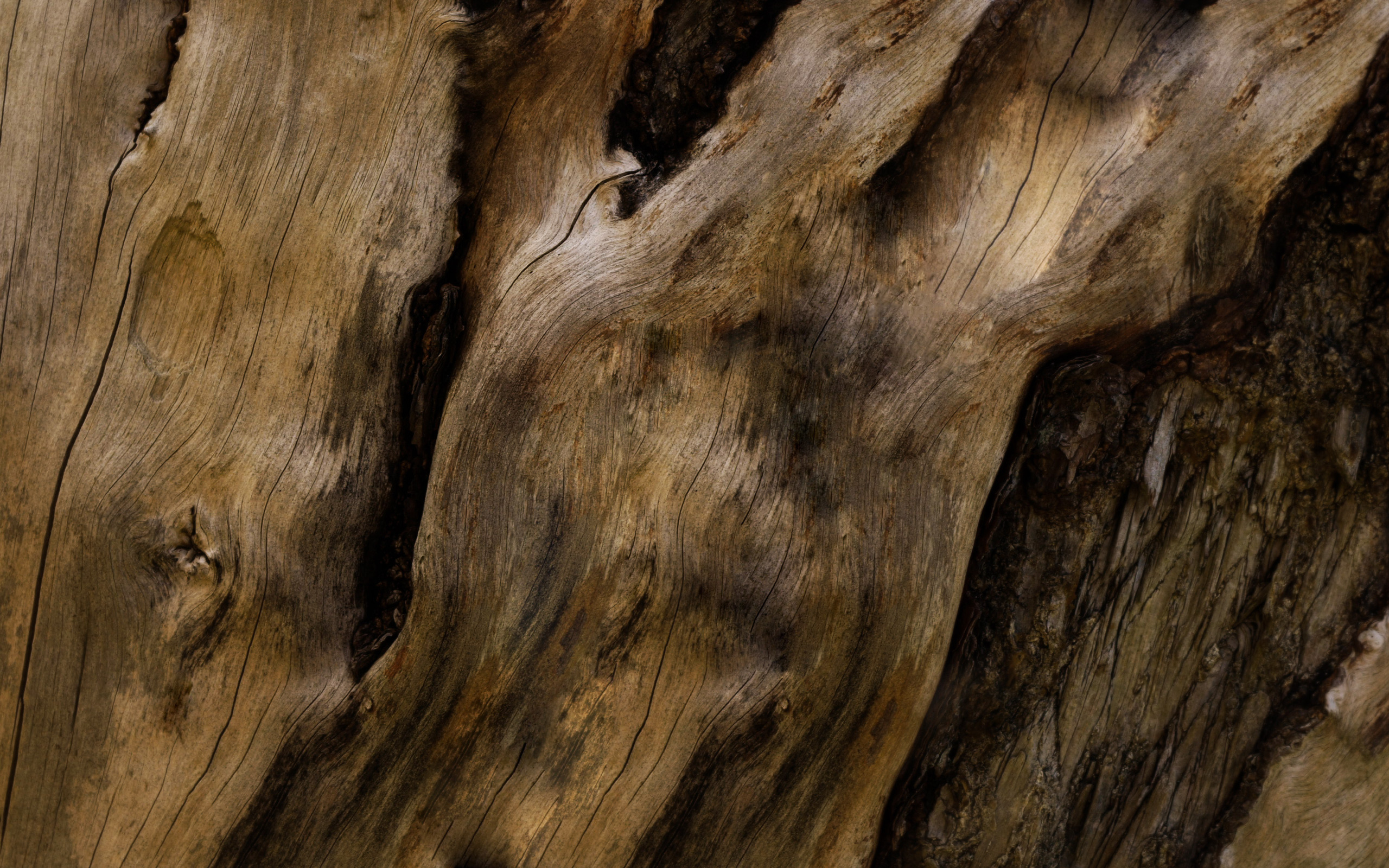 Old Tree Wood Bark Free Wallpaper HD
