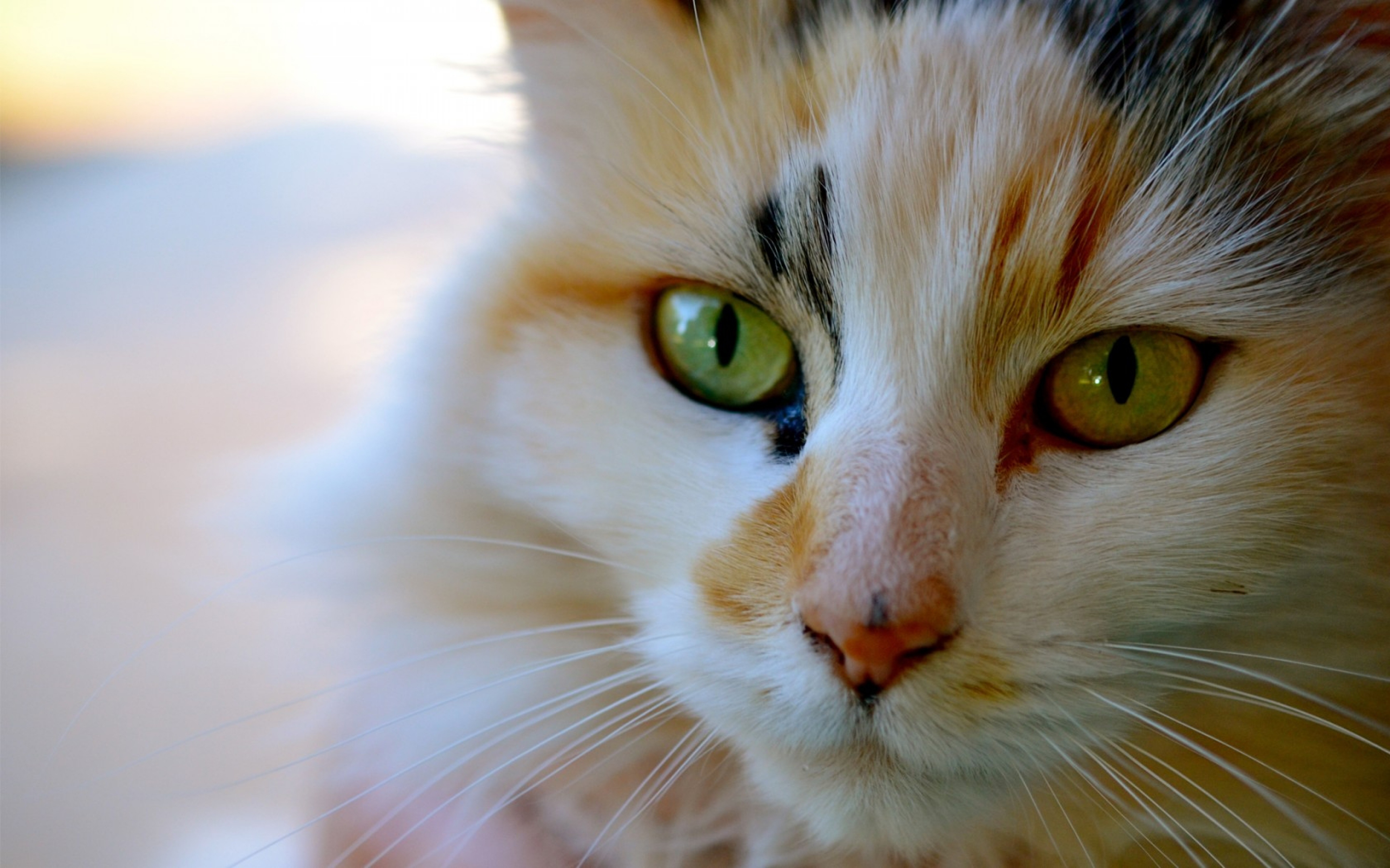 Download Wallpaper 3840x2400 Muzzle, Whiskers, Cat, Tricolor Ultra ...