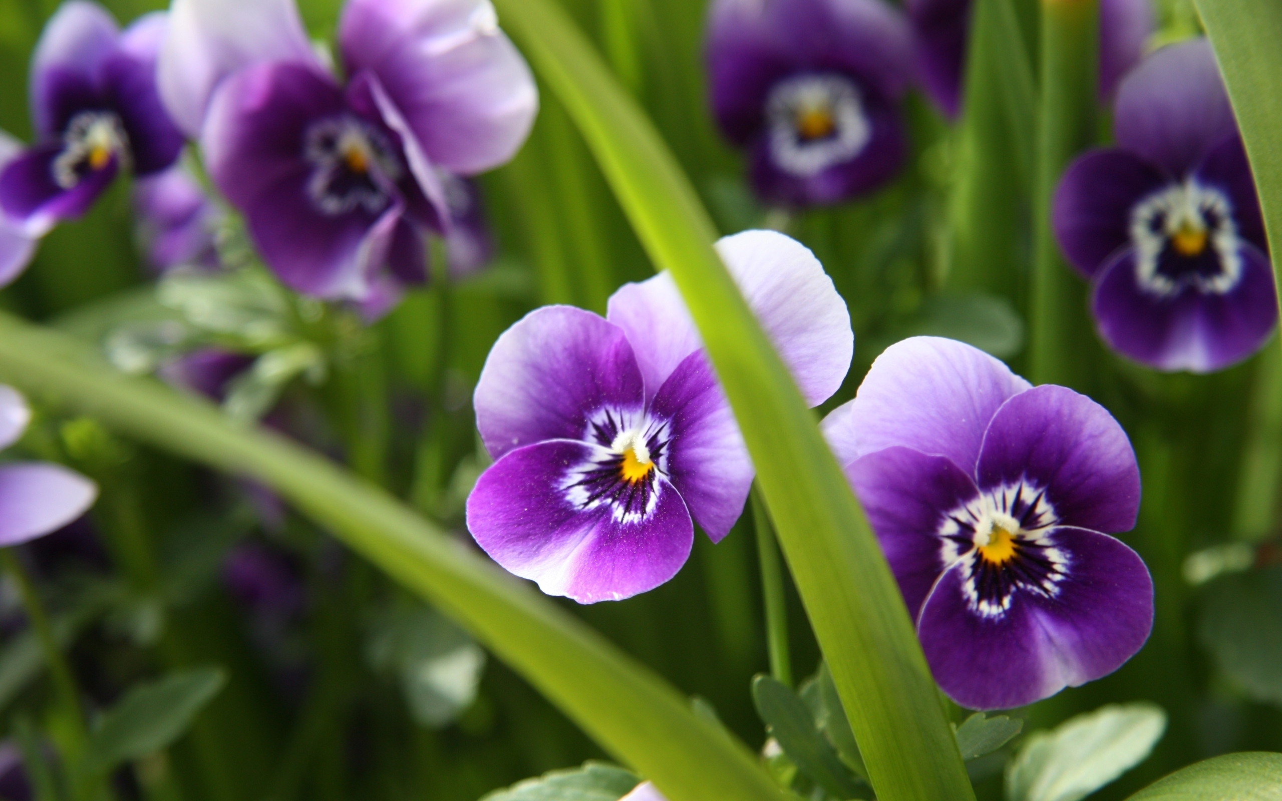 Viola tricolor wallpapers and images - wallpapers, pictures, photos