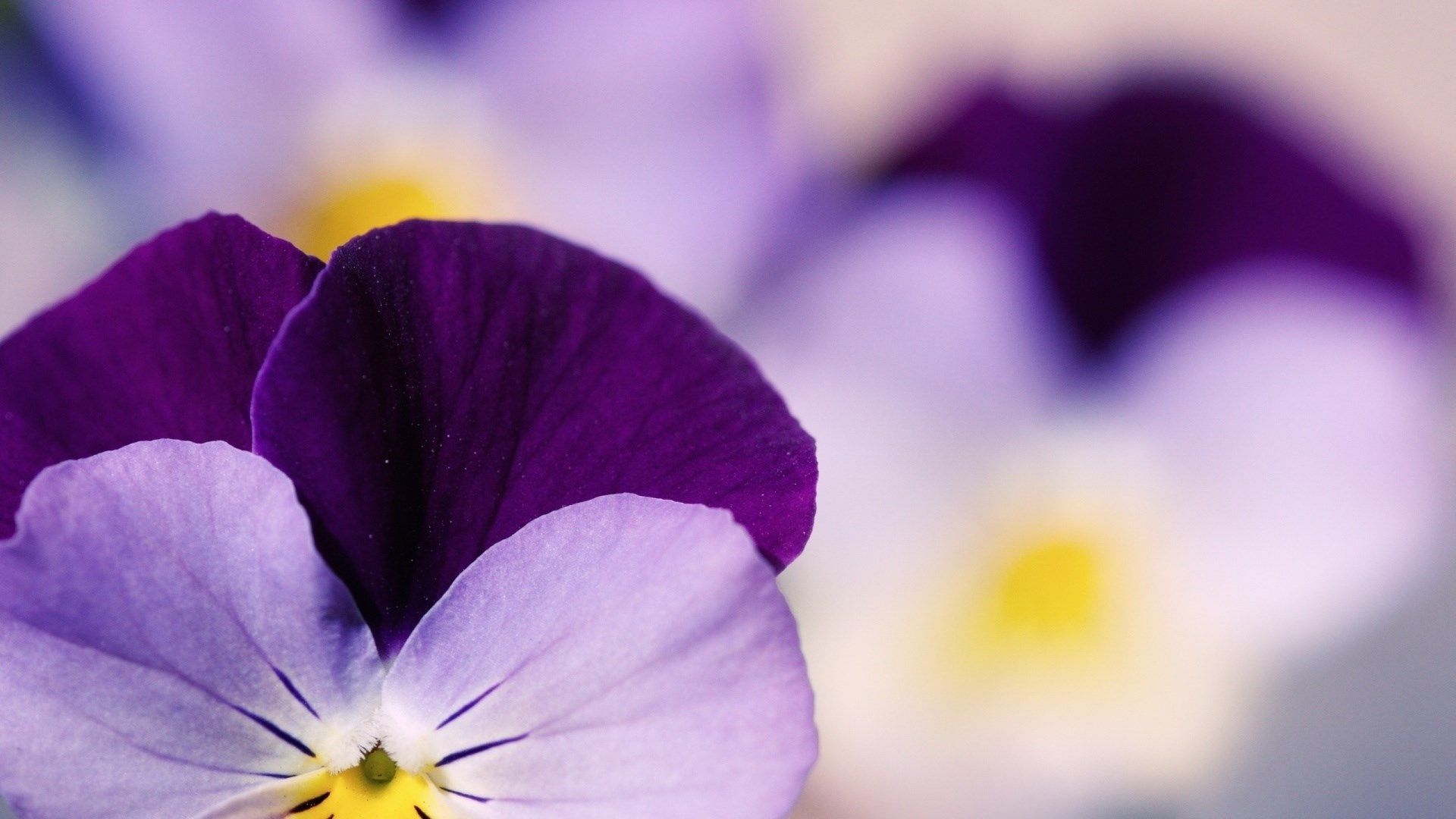 Viola Tricolor Pansy Flower Close-Up wallpaper | 1920x1080 | #23697