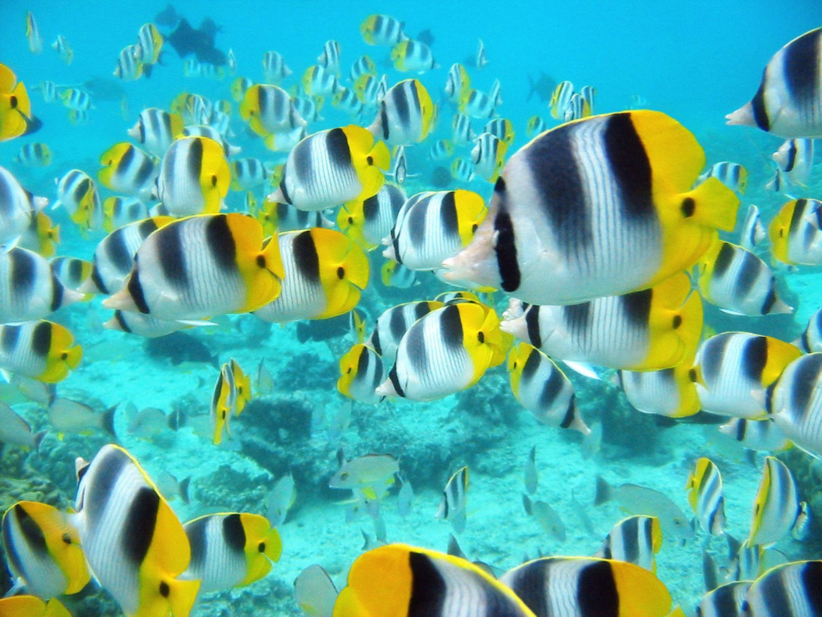 Download Animal Fish Tahitian Tropical Fish Wallpaper | Full HD ...