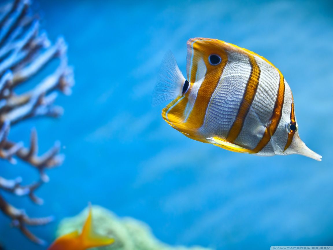 Tropical Fish HD desktop wallpaper High Definition Fullscreen