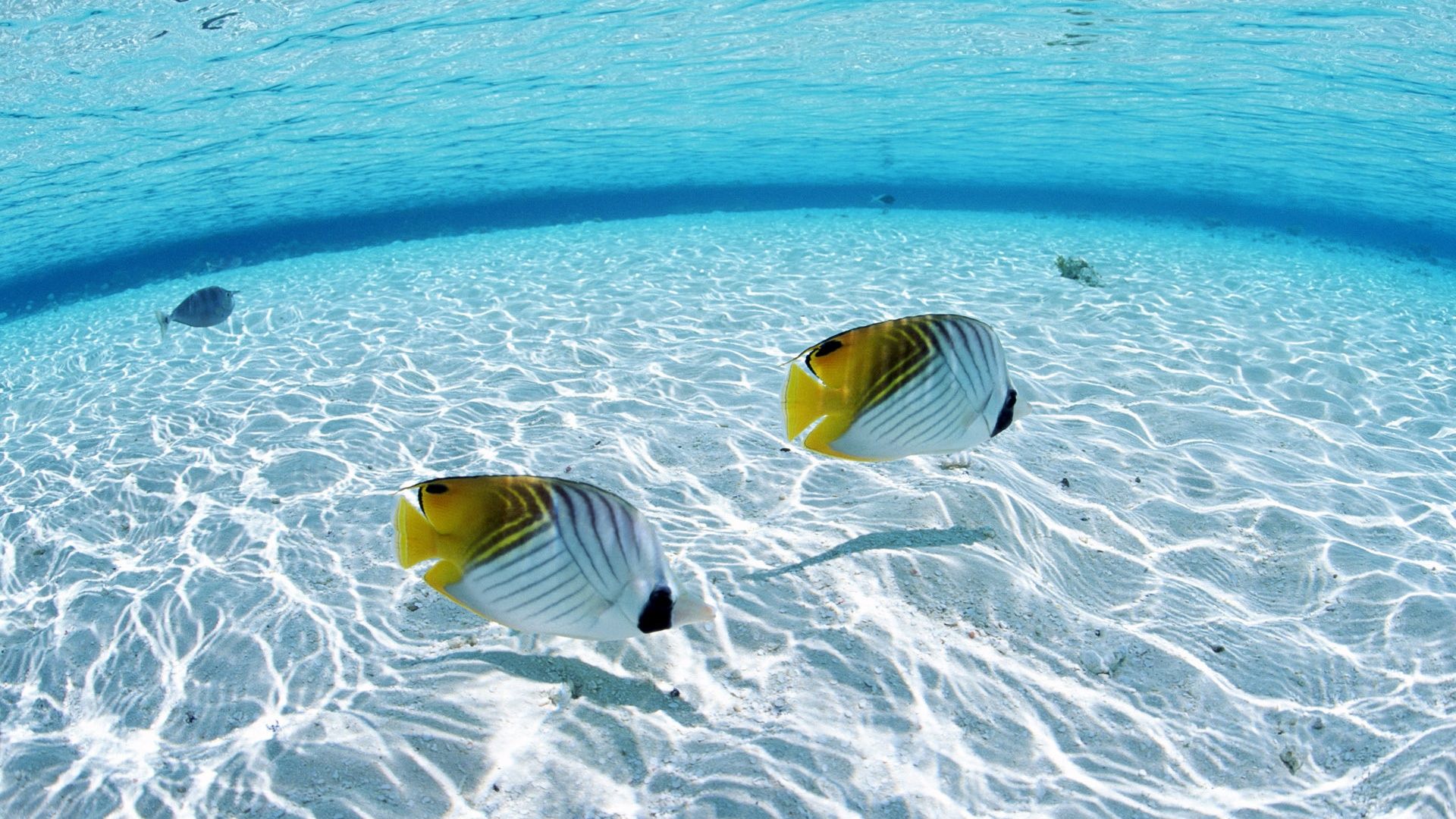 wallpaper wallpapers animals search desktop tropical fish ...