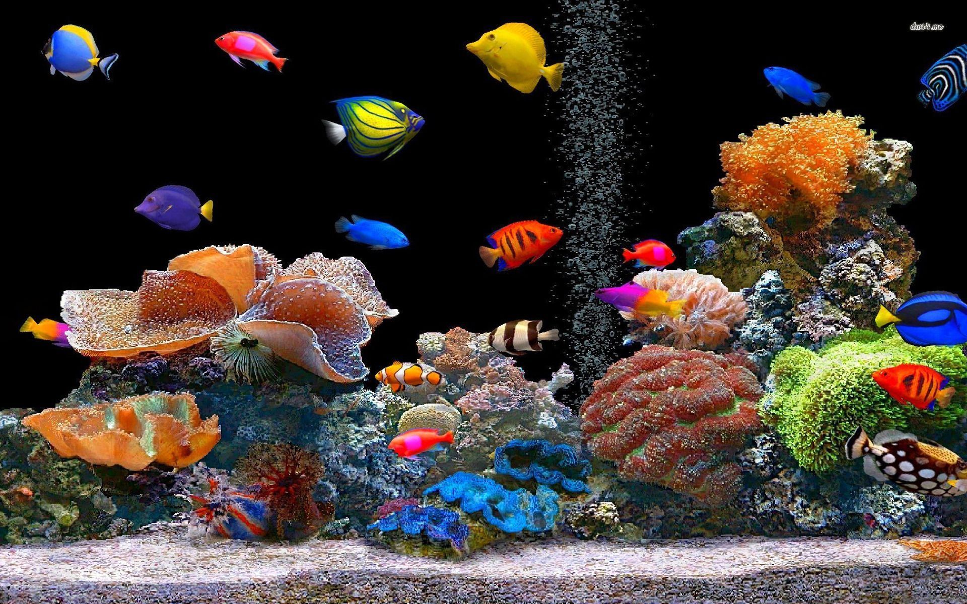 Tropical fish school wallpaper Wallpaper Wide HD