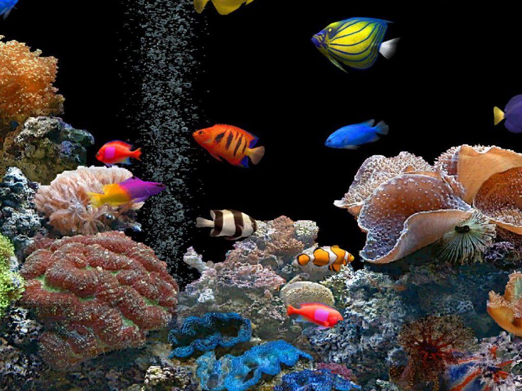 Tropical Fish Pictures Wallpapers