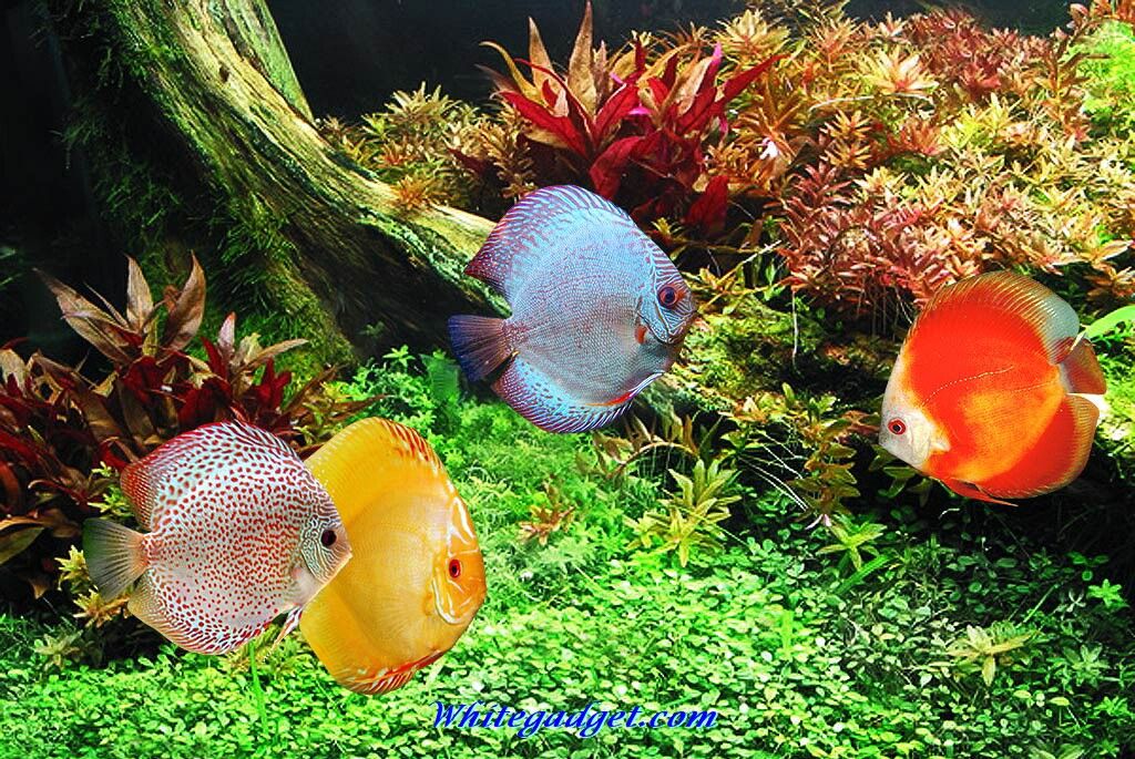 109076d1339742859 tropical fish wallpaper tropical fish image