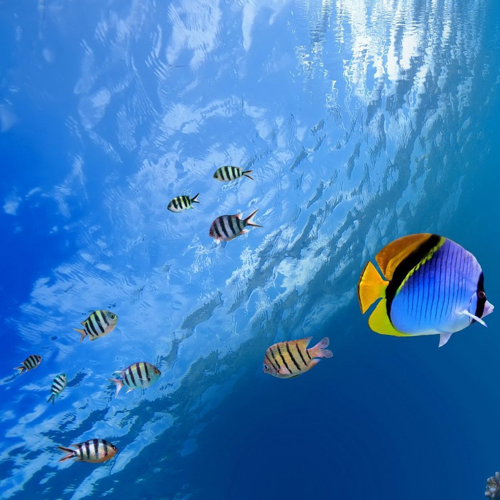 Underwater tropical fish iPad Wallpaper Download iPhone