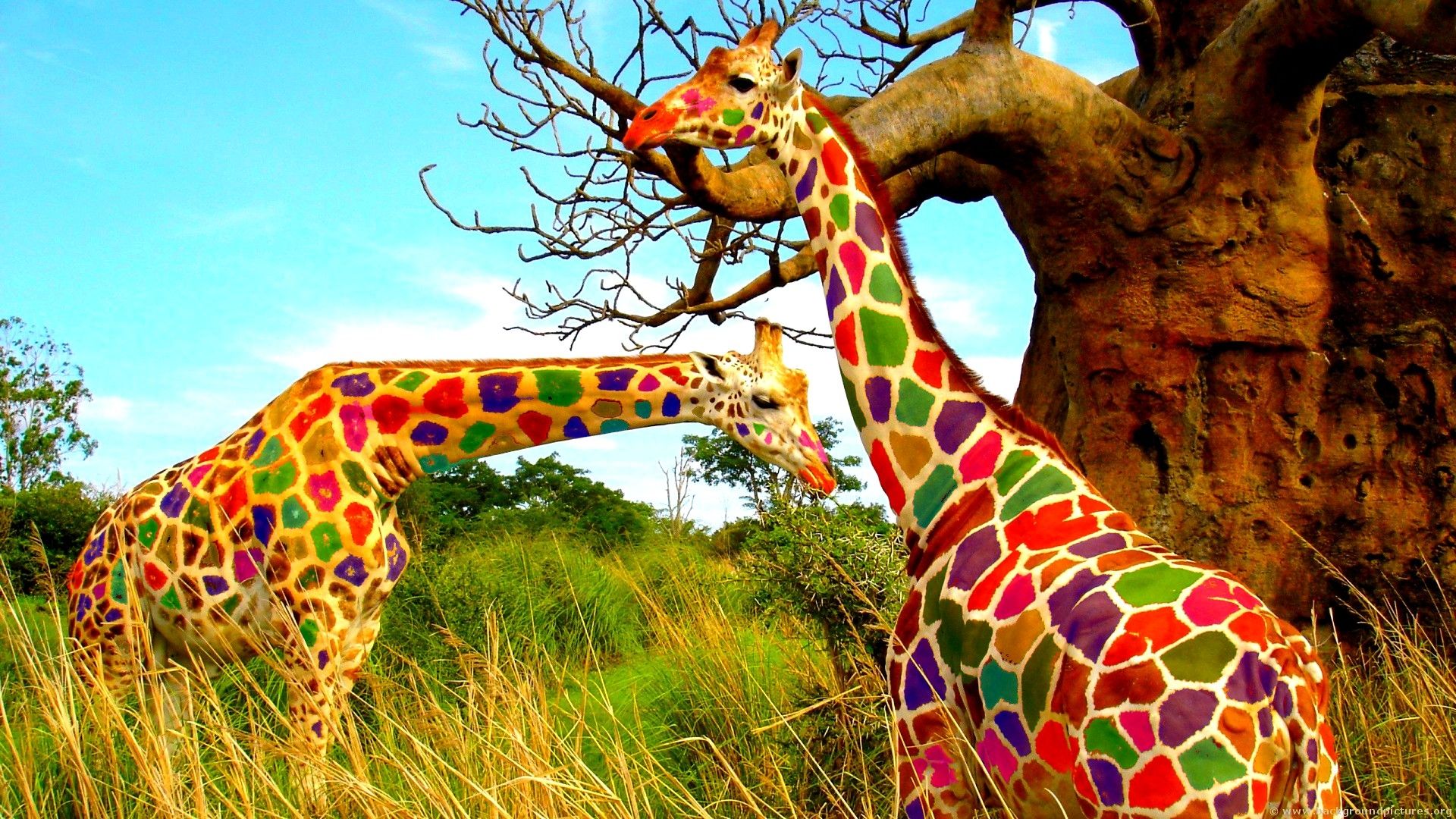 Colored Giraffe wallpaper 229408