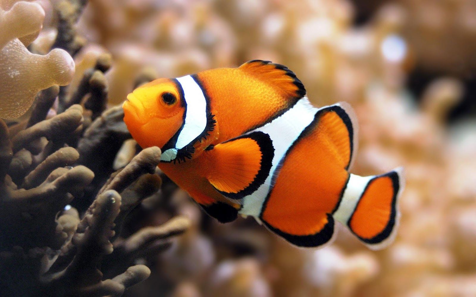Orange Tropical Fish Wallpaper | HD Animals Wallpapers ...