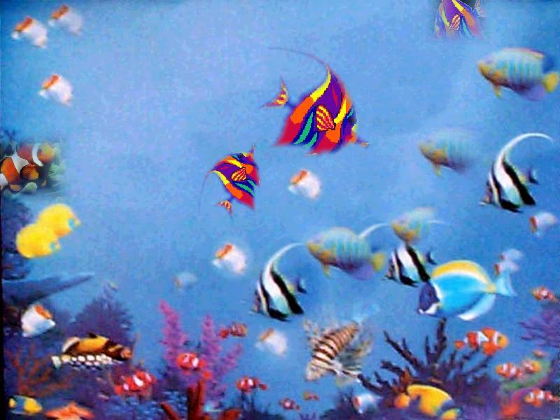 Free Fish Wallpaper~