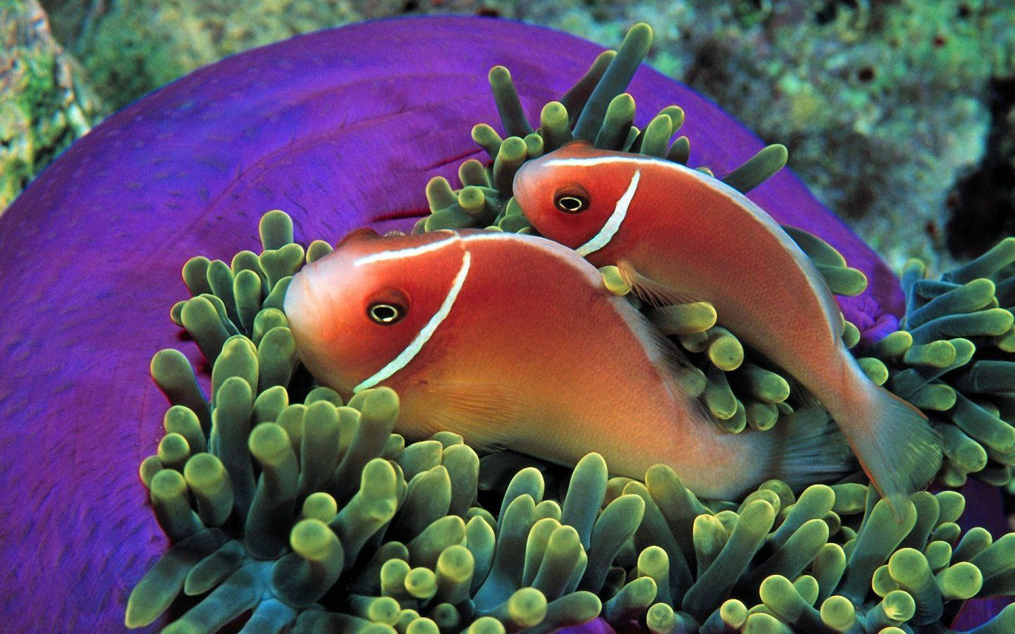 Tropical Fish 1440x900 Wallpapers,Sea Life 1440x900 Wallpapers ...