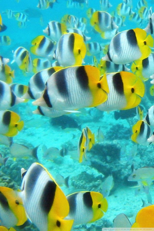 School Of Tropical Fish Tahiti HD desktop wallpaper : Widescreen ...